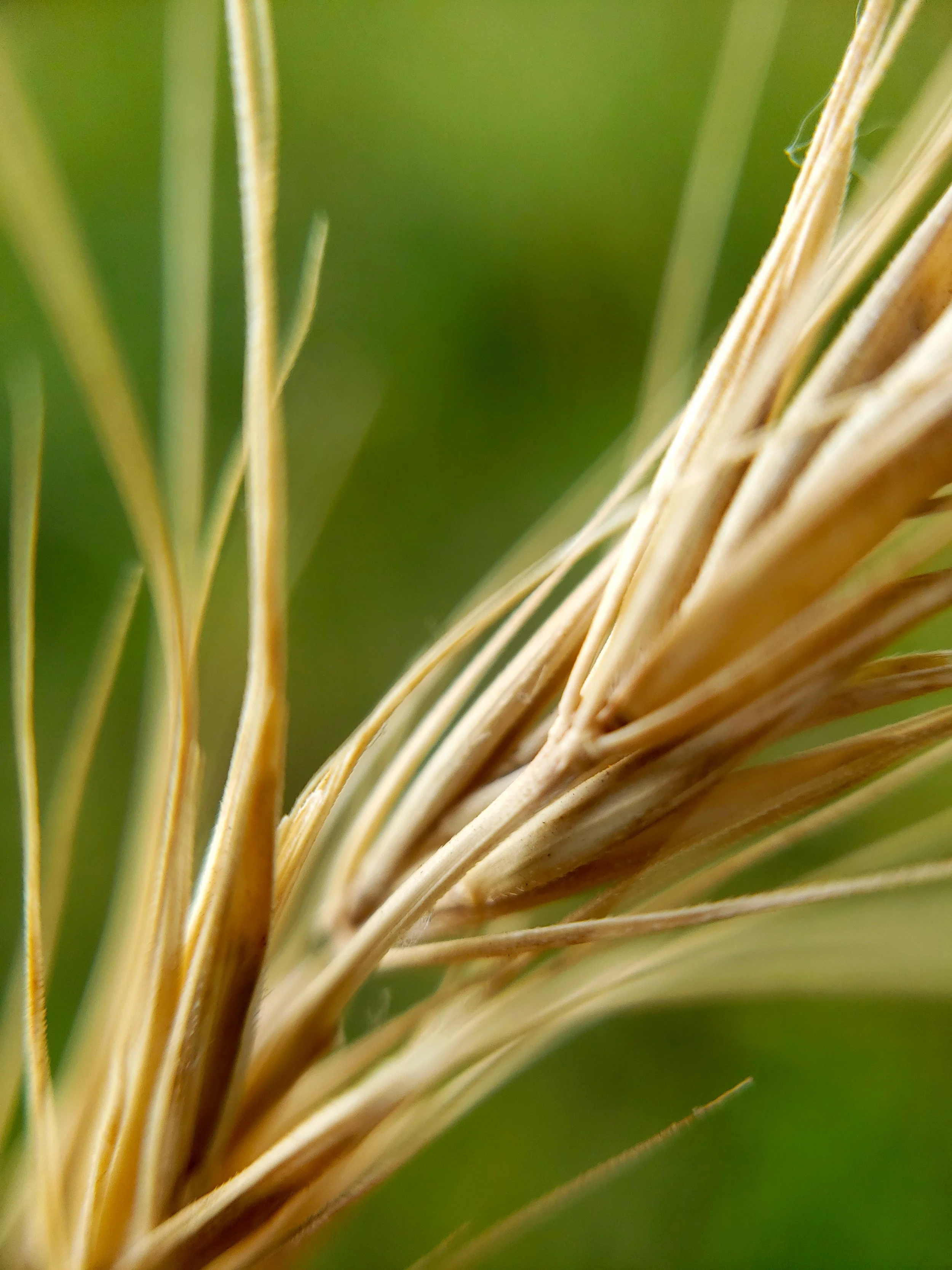 wheat i think.jpg