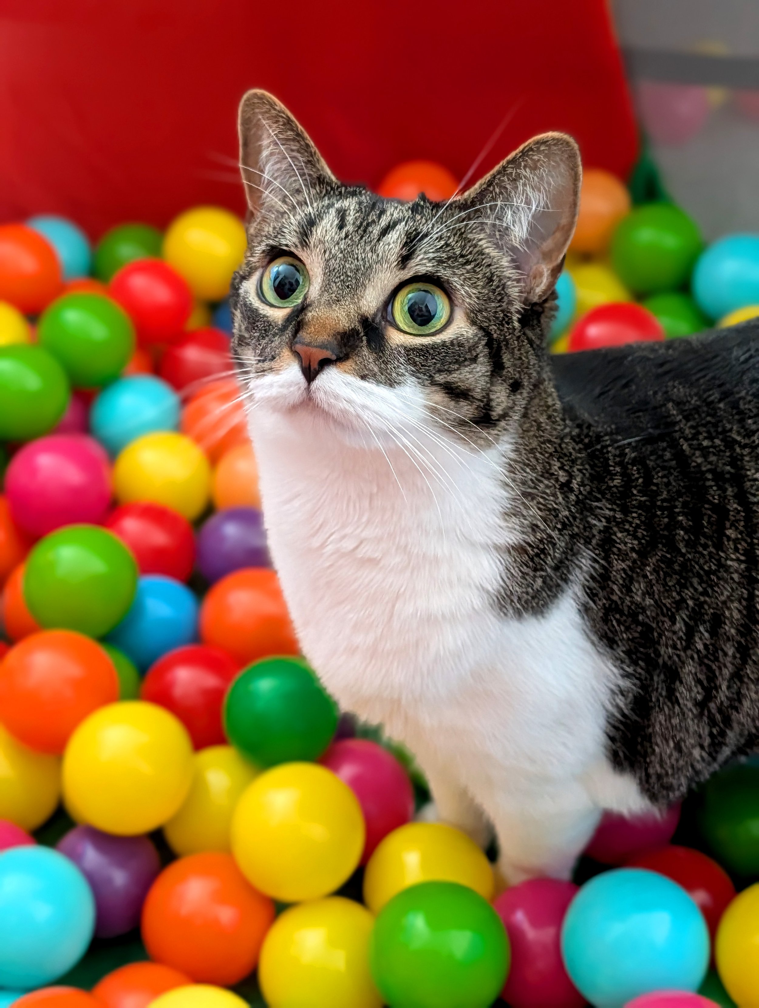 bow balls.jpg