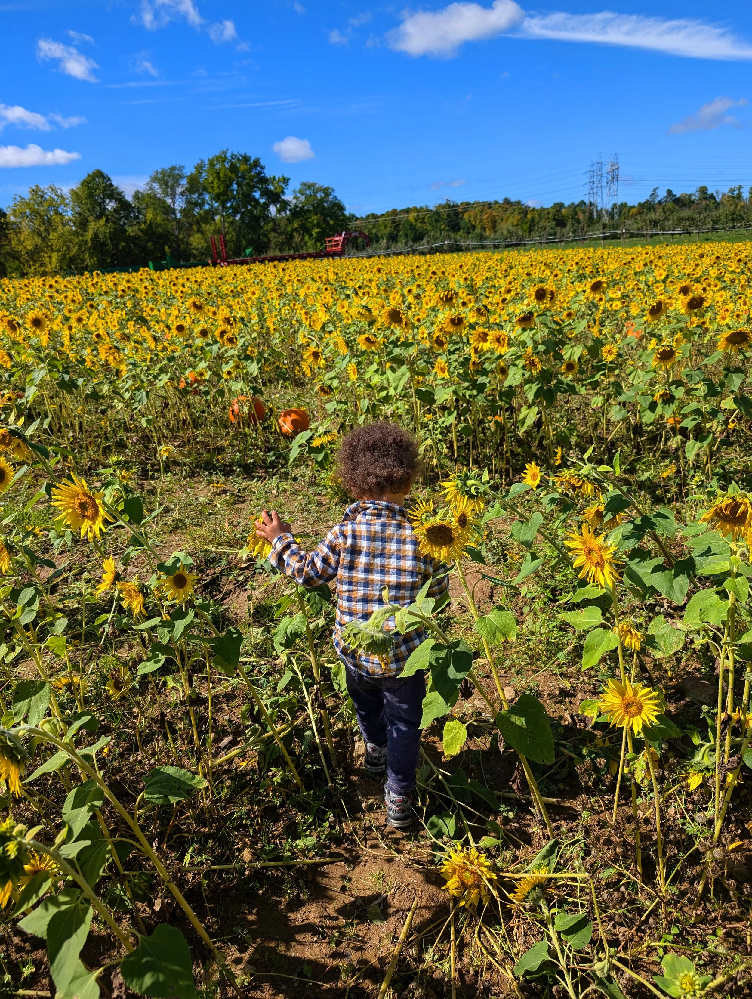 into the flowers.jpg