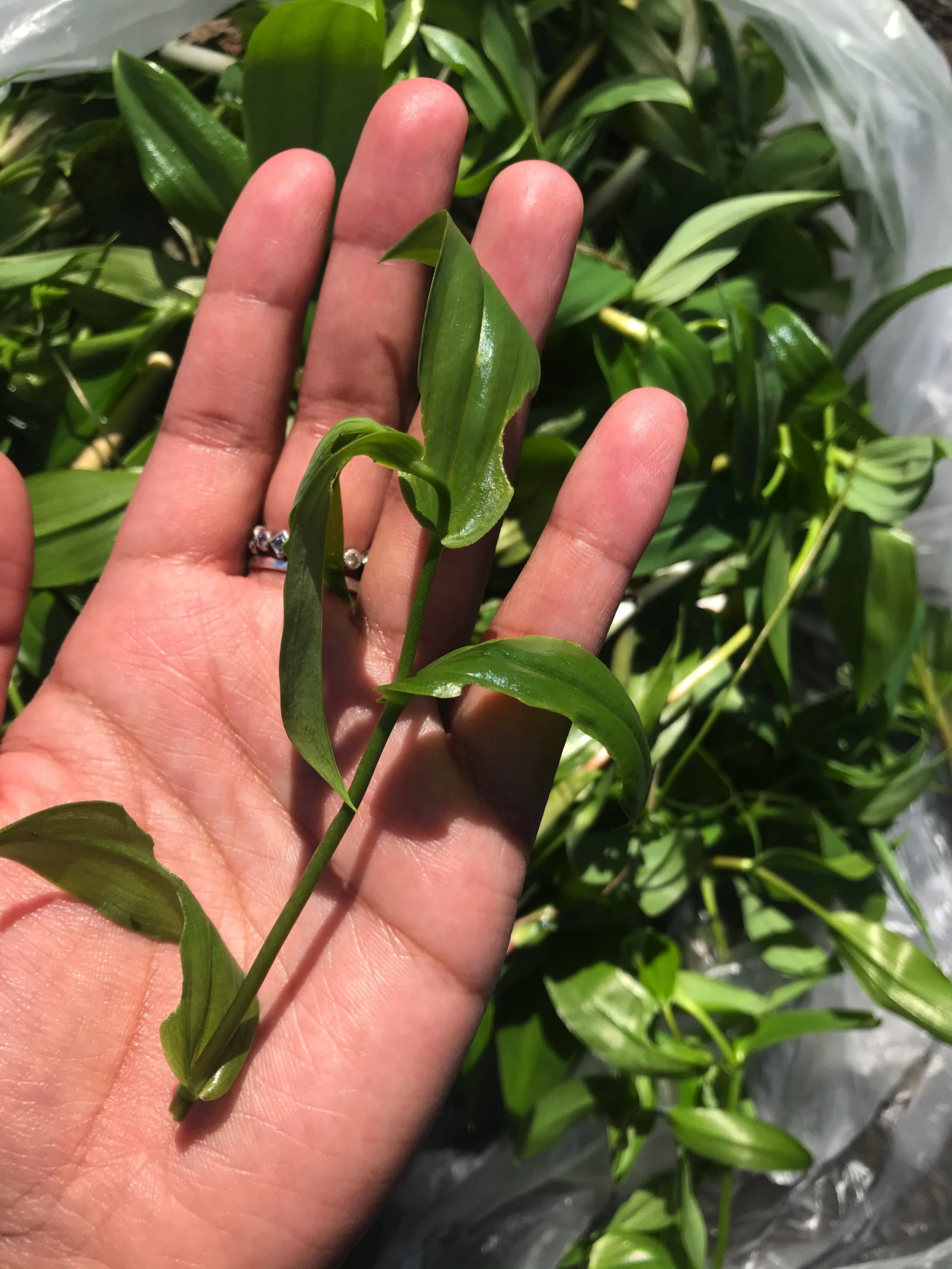  Alaskan Greens 