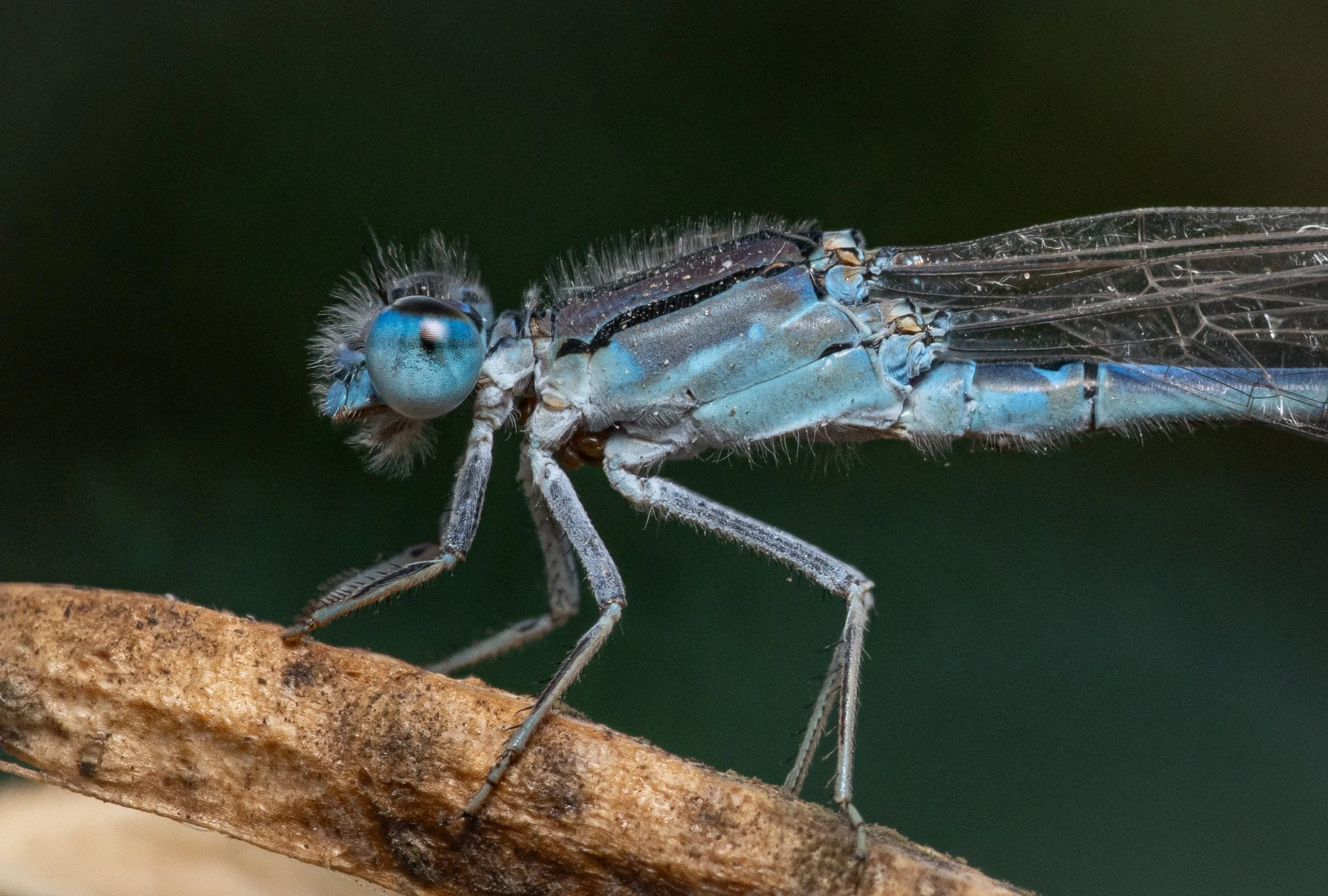 Close-up of a small insect with transparent wings resting on a brown twig, with a dark green background.