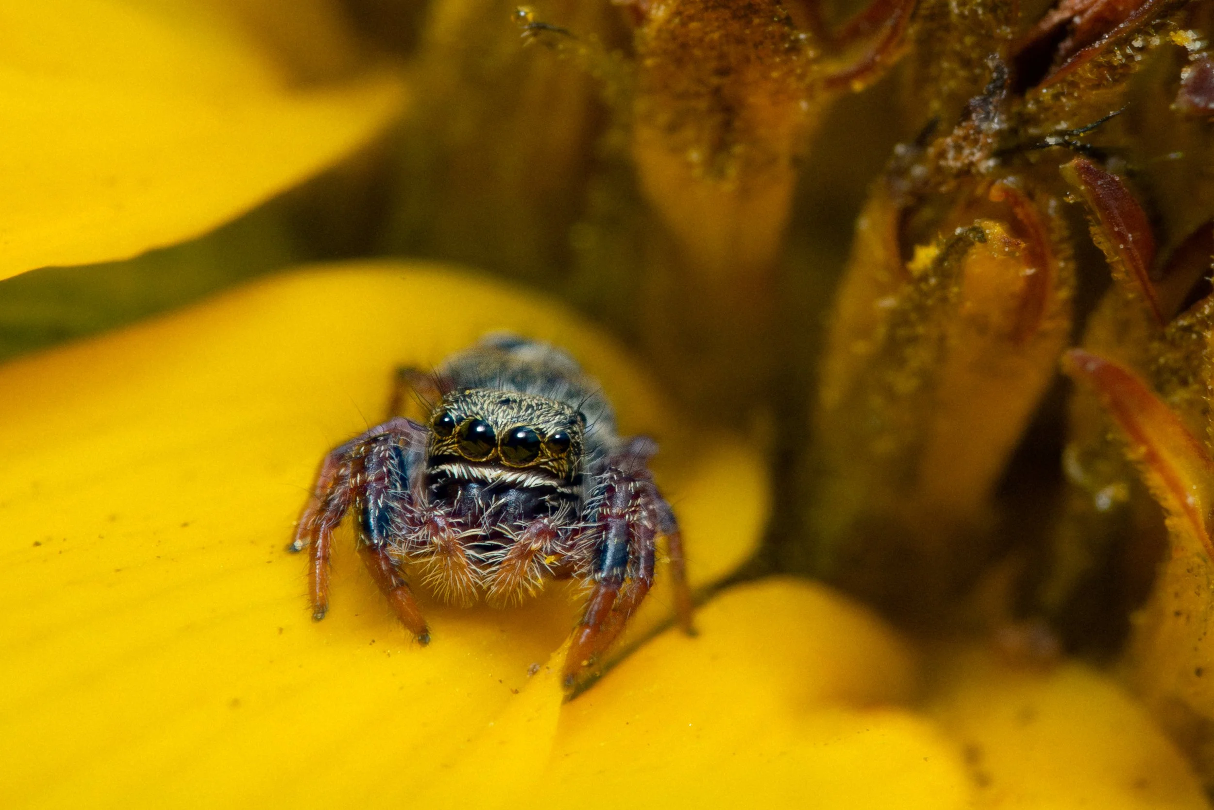 Close-up of a spider on the yellow surface of a banana, with small reddish insects nearby.