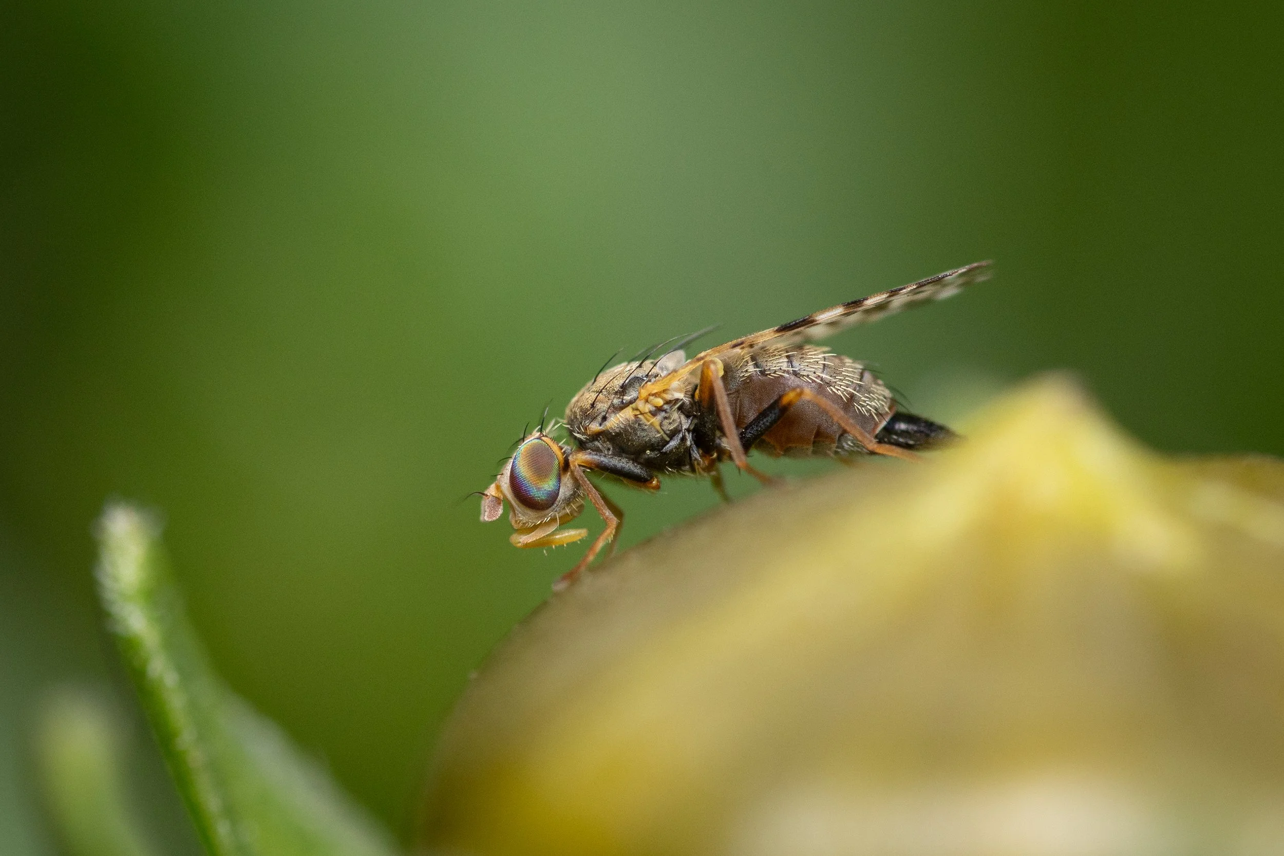 Close-up of a small fly with metallic-colored eyes and detailed wings, perched on a green plant stem against a blurred green background.