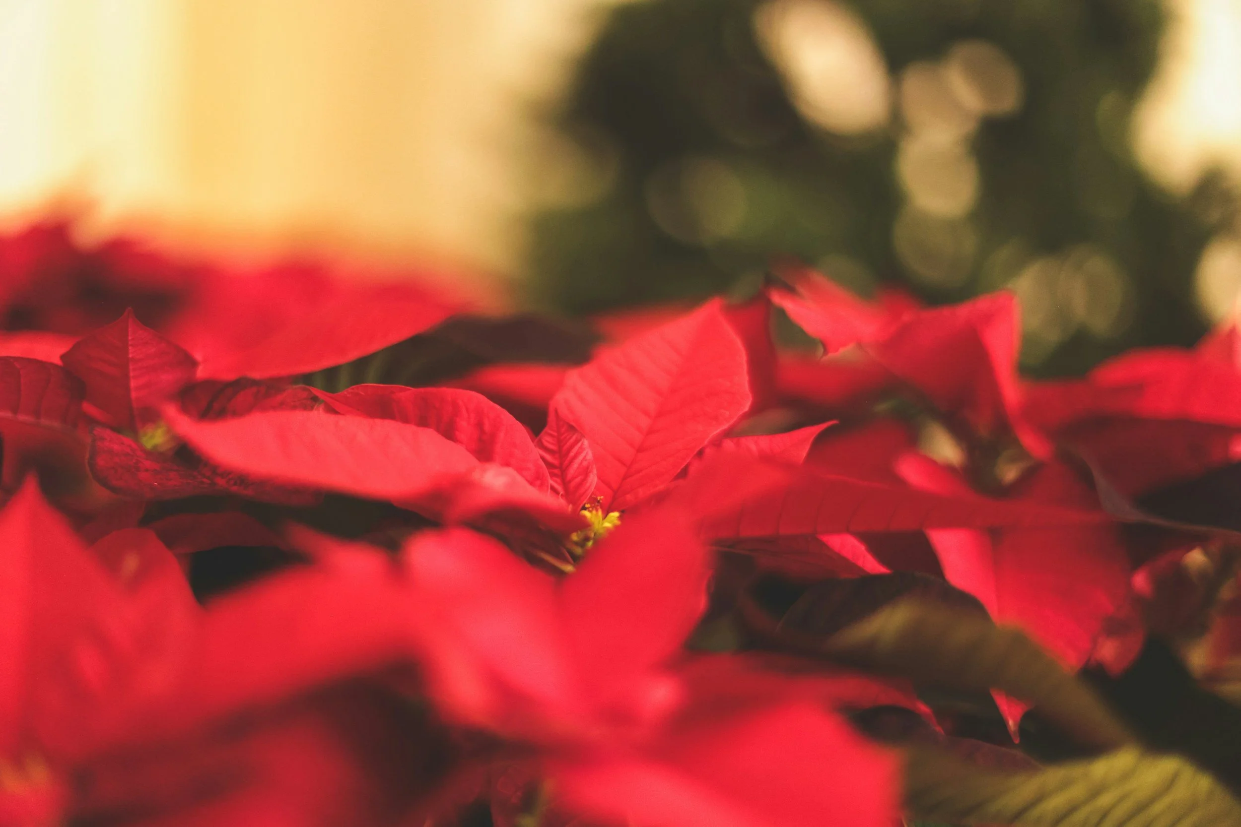 Christmas Poinsettias