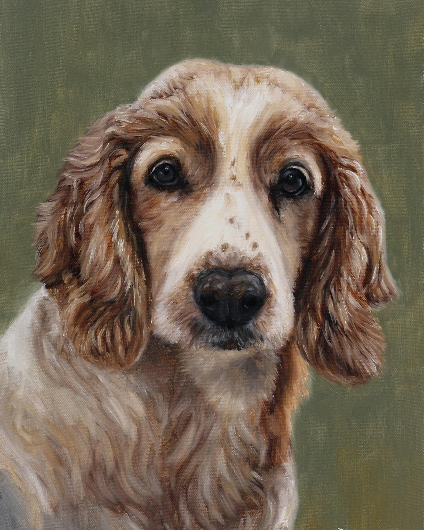 A beautiful spaniel commission 🎨 

#oilpainting #dogpainting #petportrait #dogportrait #commission #smallbusinessuk #detail #dog #petpainting #spaniel #petcommission #petsofinstagram #oilpaintings #animalartwork #artwork #art #artist #artofinstagram