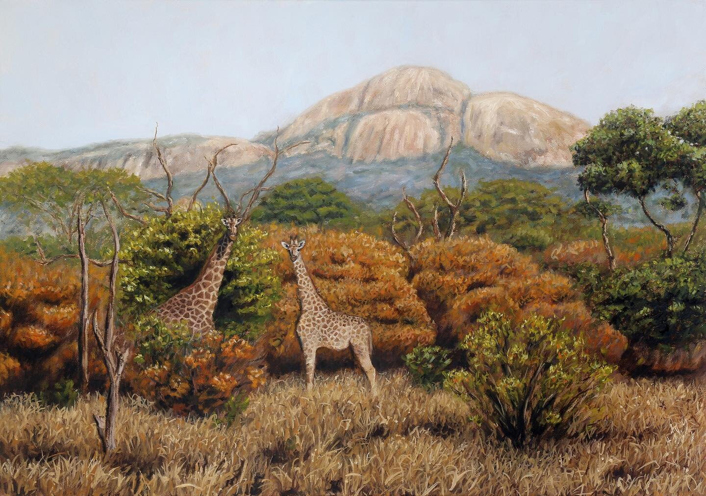 Giraffes of the Lowveld | This painting was inspired by a photo from my time on @chishakwe in the @savevalleyconservancy, and shows how small giraffes can look in their surroundings! 🦒⛰️ 

60x45cm | Oil on Canvas

 #giraffes #lowveld #sav&eacute;val