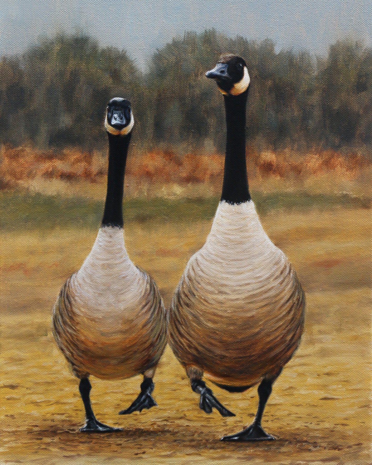 Happy Valentines Day from this pair of Canada geese 👨🏼&zwj;🎨🪿💘🎨