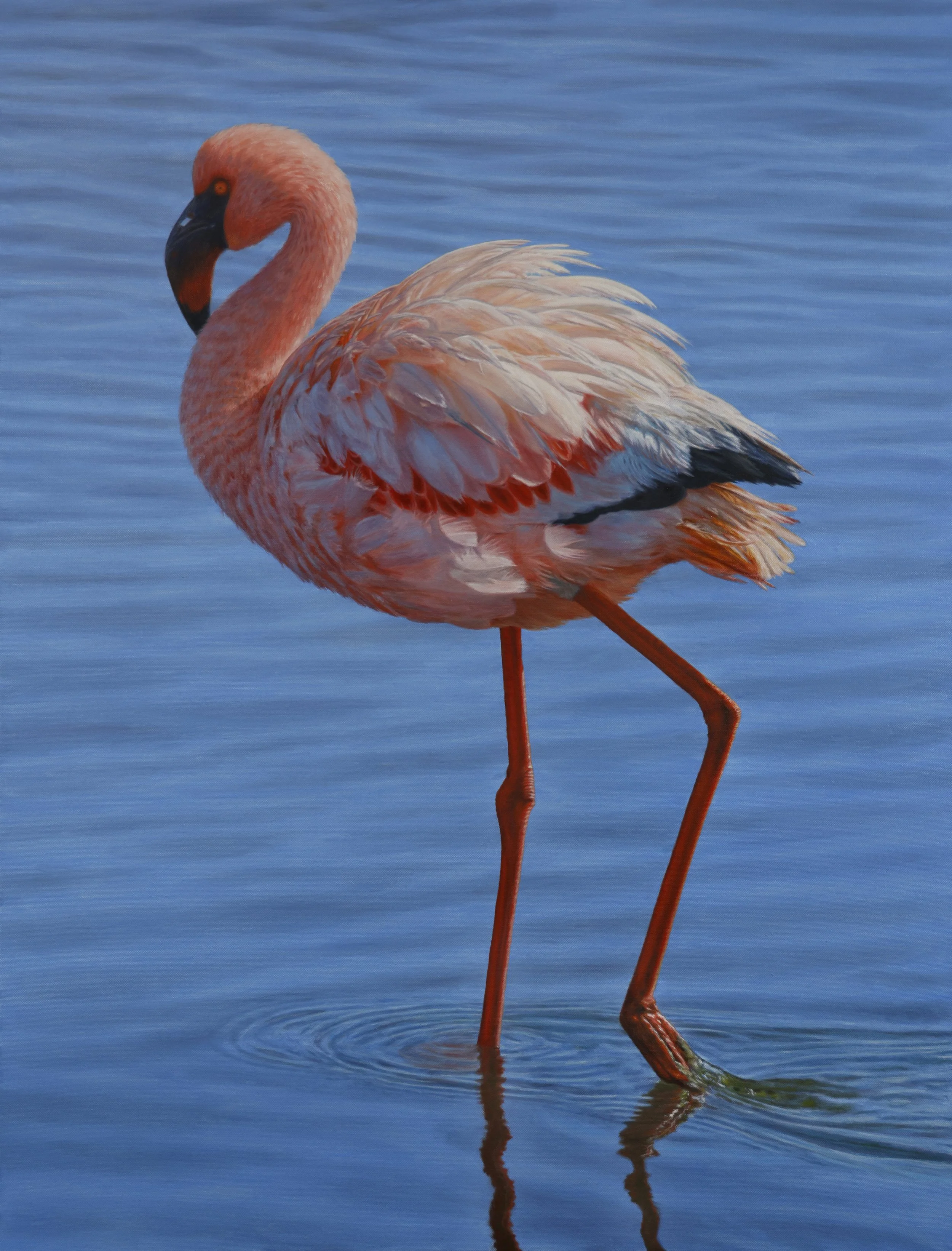 "Stillness in Motion" Captured along the vast coast of Namibia, this painting portrays a flamingo moving through the shallow blue waters. With each measured step, delicate ripples spread across the otherwise tranquil surface - a quiet study of balanc