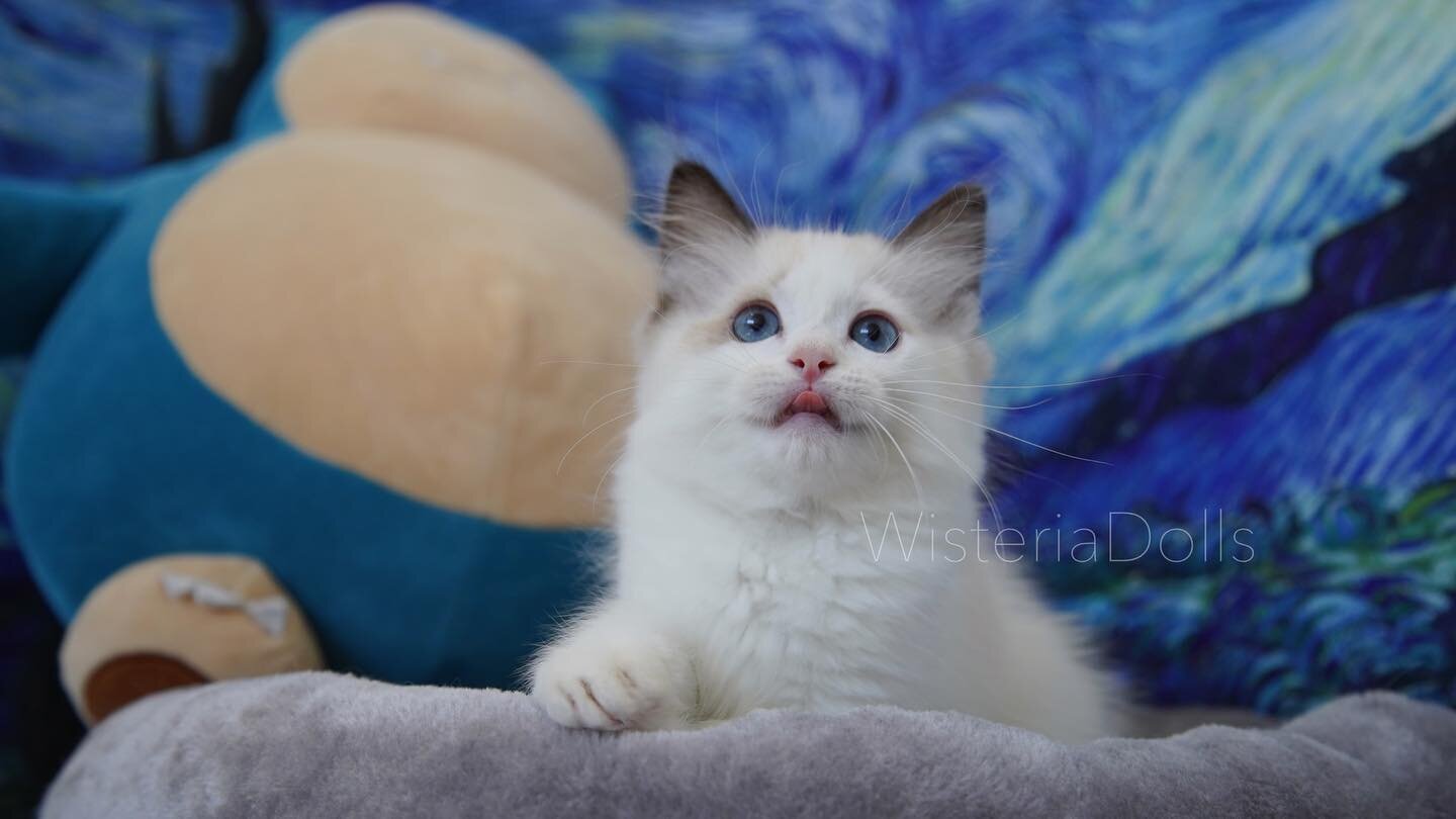 Pretty girl!
.
.
.
.
Sire: Ragalong Gumball of WisteriaDolls
Dan: Holmestead Moraine of WisteriaDolls 
.
.
.
.
#ragdoll #catsofinstagram #wisteriadolls #ragdollcattery #ragdollbreeder #canada #cat #kitten #seal bicolor #ragdollkitten #布偶貓 #布偶貓 #ragdo