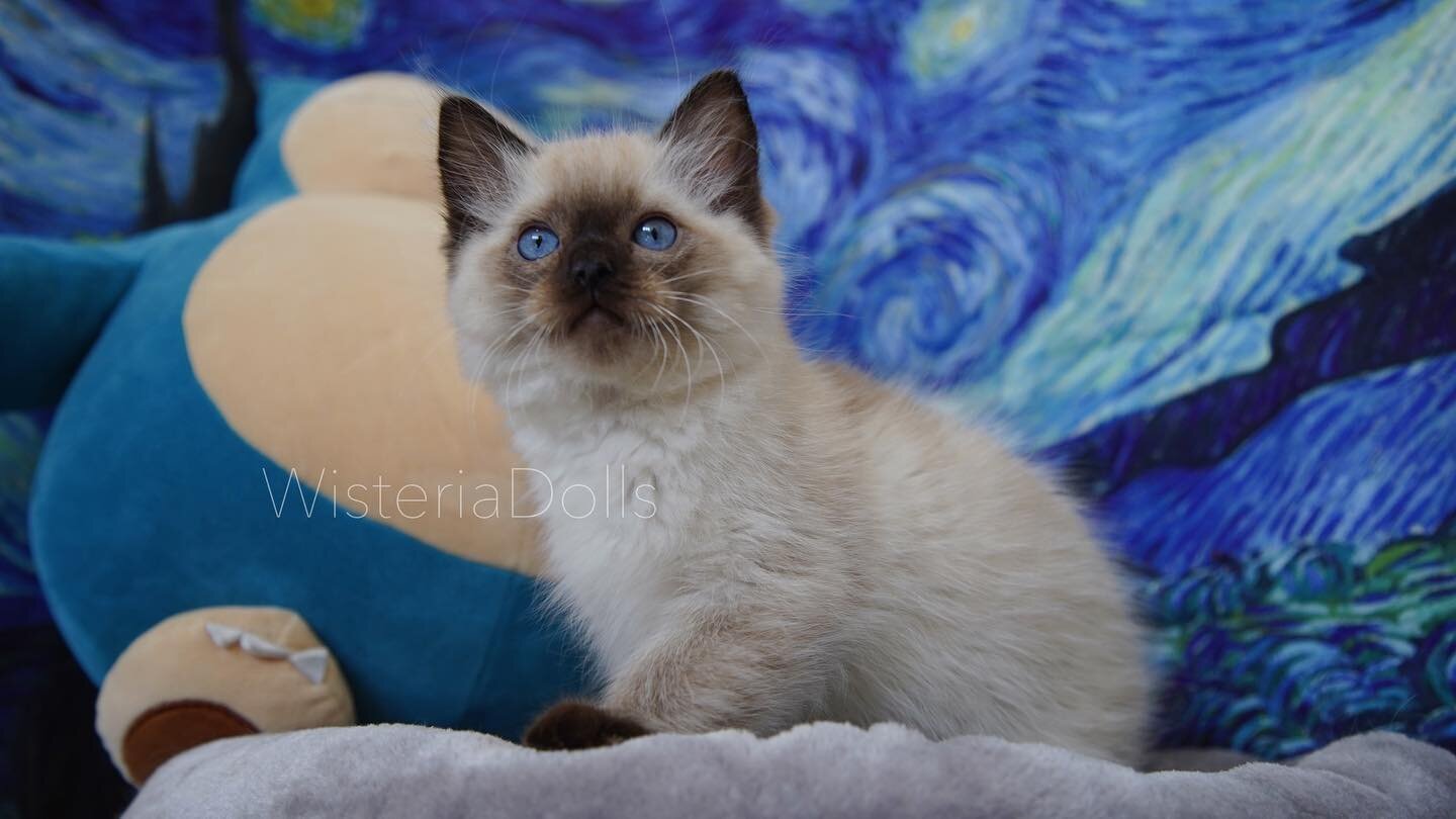 Our first colorpoint kitten! A cute guy in the litter😘
.
.
.
.
Sire: Ragalong Gumball of WisteriaDolls
Dan: Holmestead Moraine of WisteriaDolls 
.
.
.
.
#ragdoll #catsofinstagram #wisteriadolls #ragdollcattery #ragdollbreeder #canada #cat #kitten #s