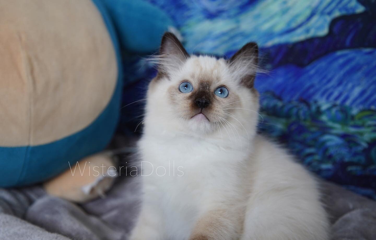 This lil seal mitted boy is available. Send us pm if interested! 
#ragdoll #ragdollforsale #ragdollkitten #ragdollcanada #ragdollbreeder #ragdollcattery #wisteriadolls