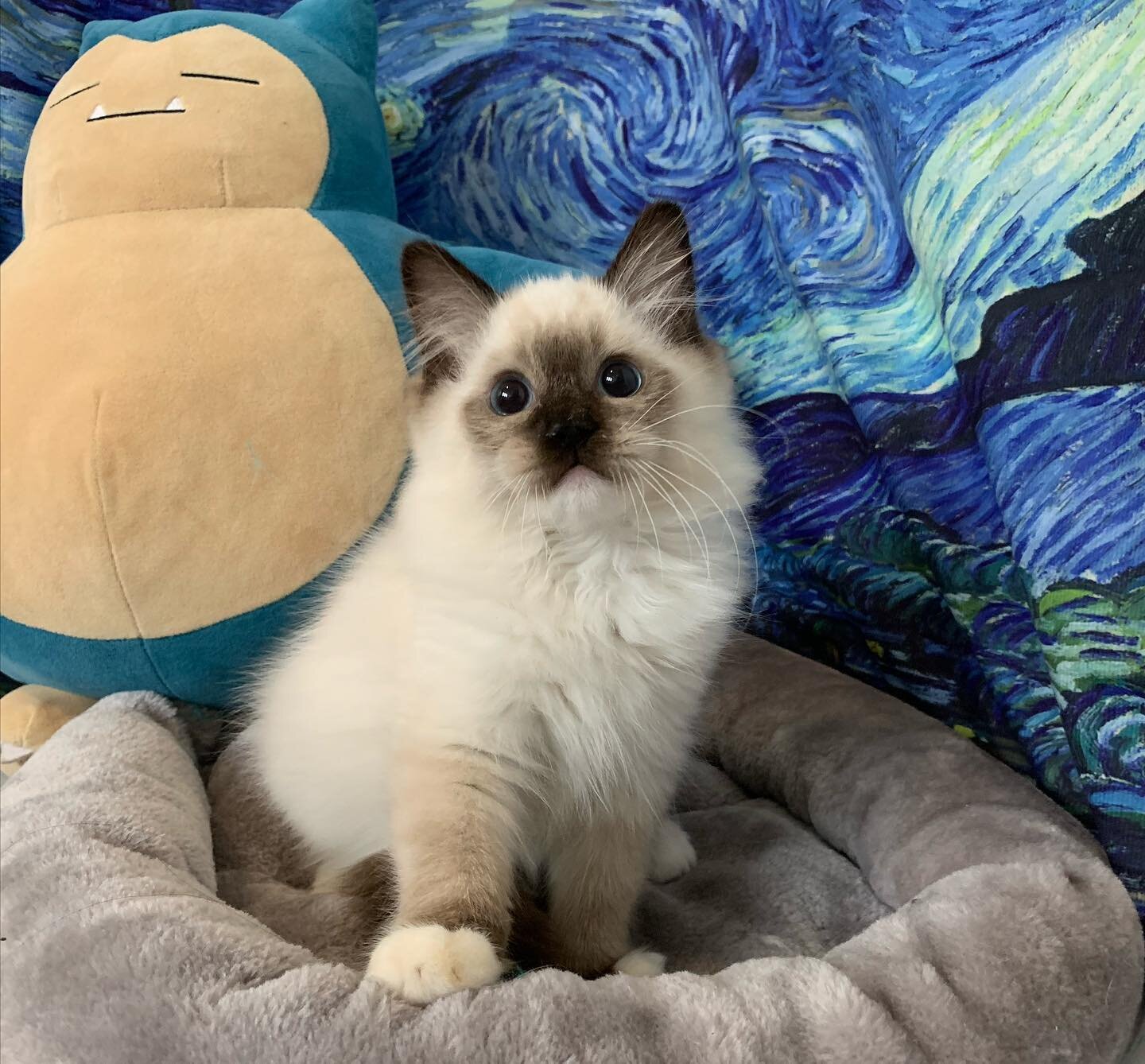 Available seal mitted boy looking for a loving forever home!
He is ready to go.