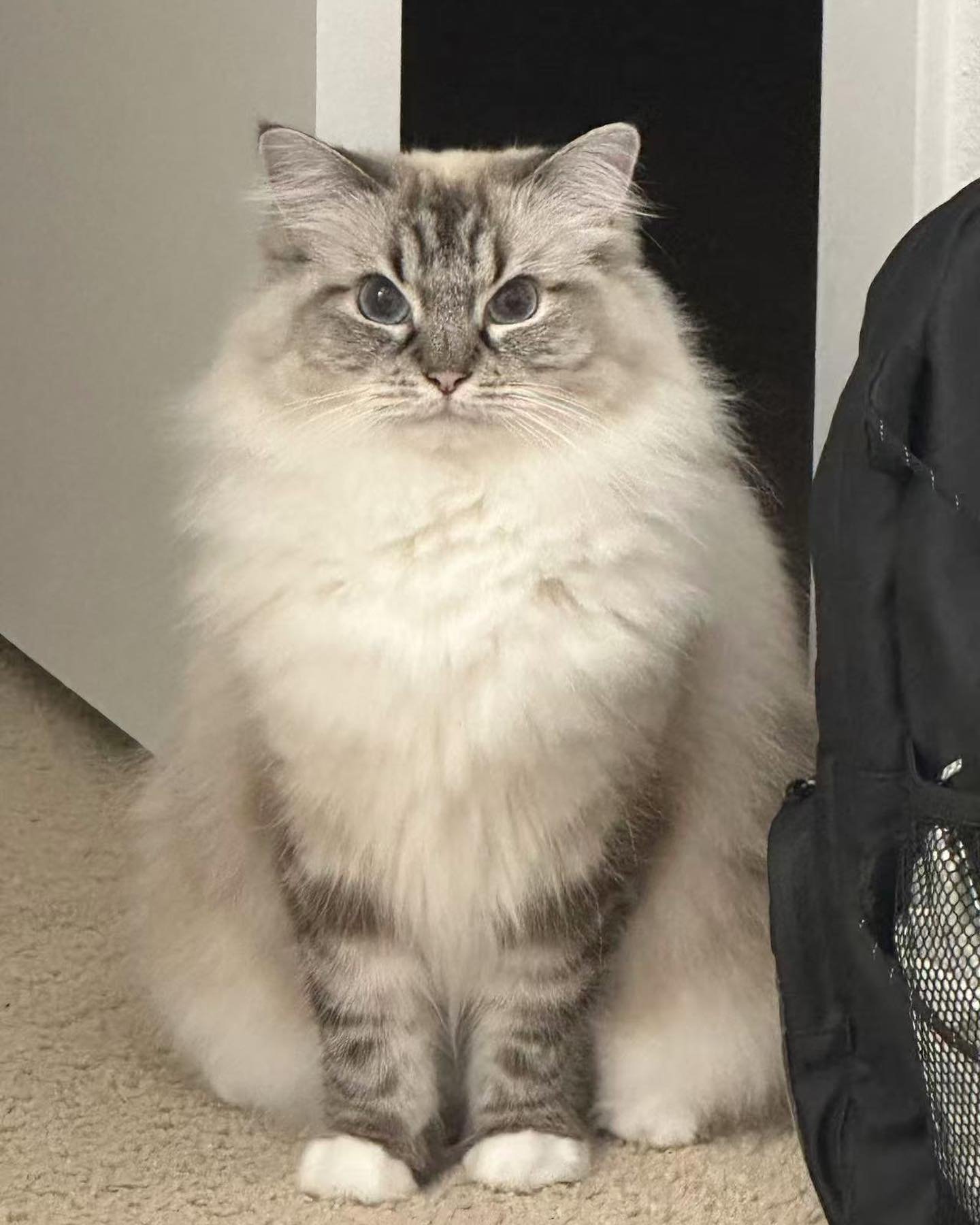 And yes we love feedbacks!!!!
Spoiled girl🥰🥰
WisteriaDolls Snow Cake - Spayed girl - now lives with her humanmom in California.
.
.
.
.
.
.
.
.
.
.
.
.
.
.
.
.

:⋆ 🎀  𝒲𝒾𝓈𝓉𝑒𝓇𝒾𝒶𝒟💙𝓁𝓁𝓈 𝑅𝒶𝑔𝒹🏵𝓁𝓁 𝒸𝒶𝓉𝓉𝑒𝓇𝓎 🎀 ⋆:
.
WisteriaDolls.c