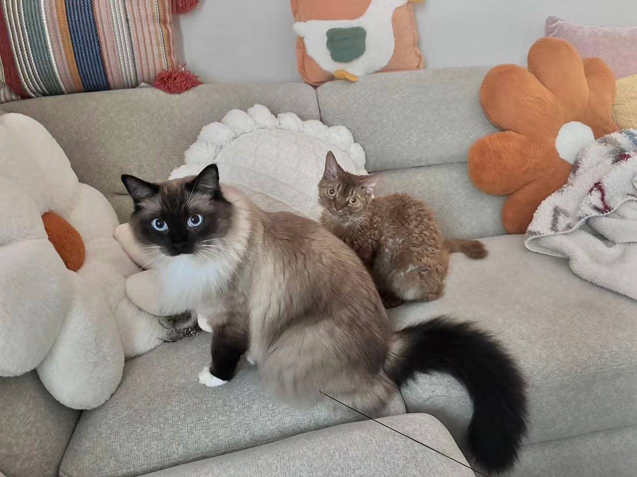 Received feedback from the owner!
Puppy cat &lsquo;Pidan&rsquo;. Loves following his human🥰. He shows up and comes for cuddles every time his human mom calls his name.
Pidan is 3 years old. You can see a fully matured seal mitted in summer coat.
Pro