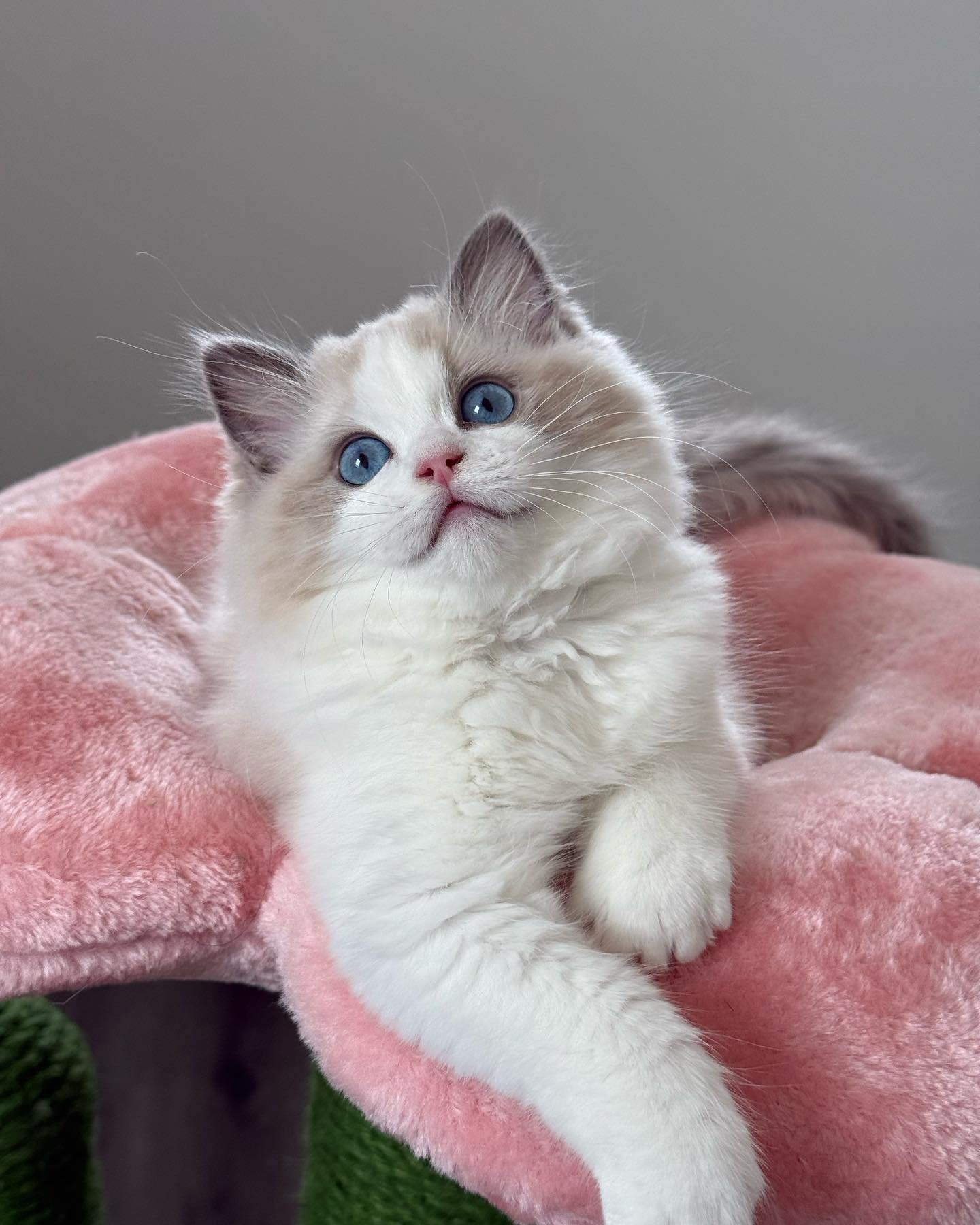 A package of love&hellip;
.
.
.
Proud parents are:
Usapurrs Romanee of WisteriaDolls 
And
WisteriaDolls Buffet (Mirumkitty True North X Raggato Solaris)
.
.
.
.

🍎 🎀  𝒲𝒾𝓈𝓉𝑒𝓇𝒾𝒶𝒟💗𝓁𝓁𝓈 𝑅𝒶𝑔𝒹🌸𝓁𝓁 𝒸𝒶𝓉𝓉𝑒𝓇𝓎 🎀 🍎
.
.
ᴡɪꜱᴛᴇʀɪᴀᴅᴏʟʟꜱ.