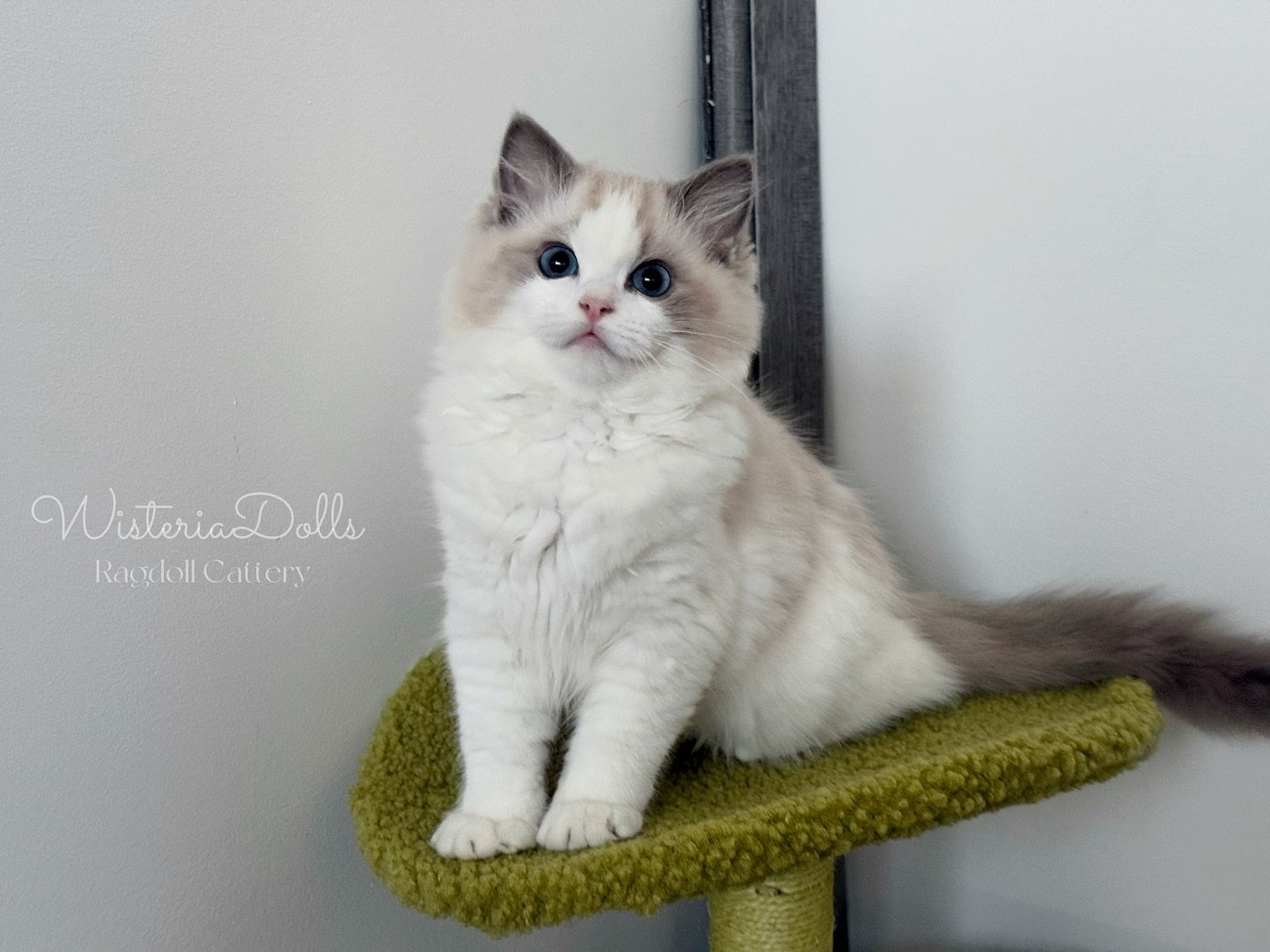 Momma says I&rsquo;m a cutie pie - is that true?
I&rsquo;m going to have a same age new friend at the end of June. Guess who is it?!
.
.
.
.
.
.
.
.
#ragdoll #catsofinstagram #wisteriadolls #ragdollcattery #ragdollbreeder #canada #cat #kitten #blue b