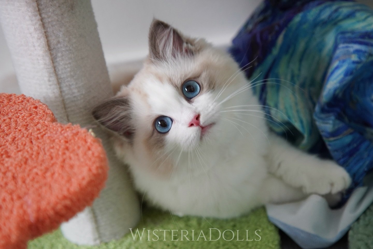 Can&rsquo;t resist the cuteness.
.
.
.
.
.
.
.
.
#ragdoll #catsofinstagram #wisteriadolls #ragdollcattery #ragdollbreeder #canada #cat #kitten #blue bicolor #ragdollkitten #布偶貓 #布偶貓 #ragdollcat #ragdollworld #ragdolllovers #ragdolloftheday #catlover 