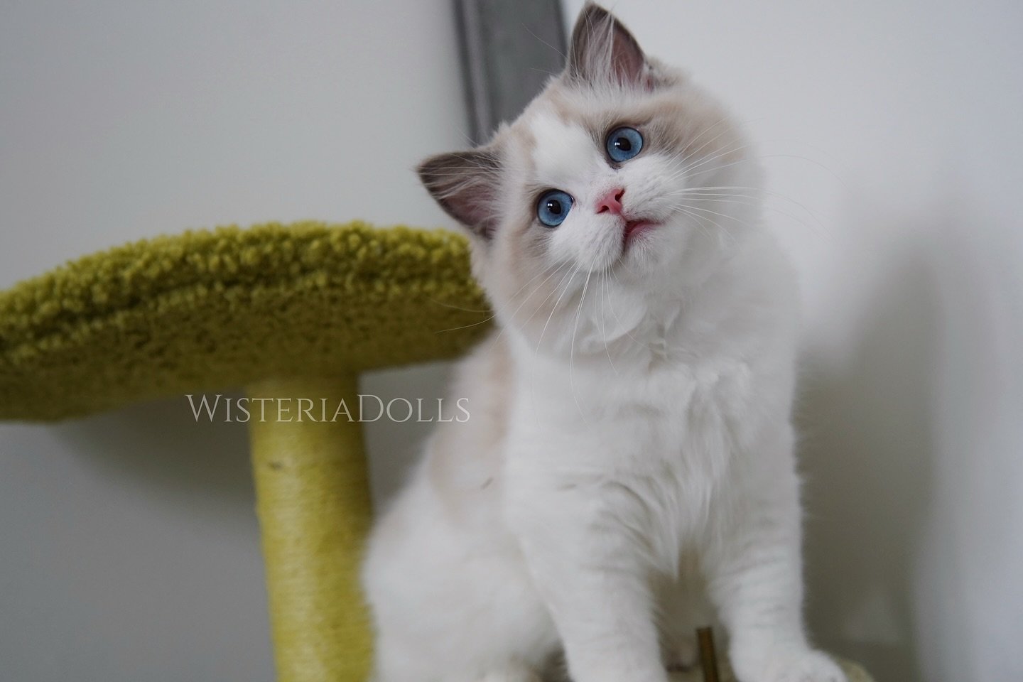 Photo day🥰🥰
.
.
.
.
.
.
.
.
#ragdoll #catsofinstagram #wisteriadolls #ragdollcattery #ragdollbreeder #canada #cat #kitten #blue bicolor #ragdollkitten #布偶貓 #布偶貓 #ragdollcat #ragdollworld #ragdolllovers #ragdolloftheday #catlover #colorado #ragdollC