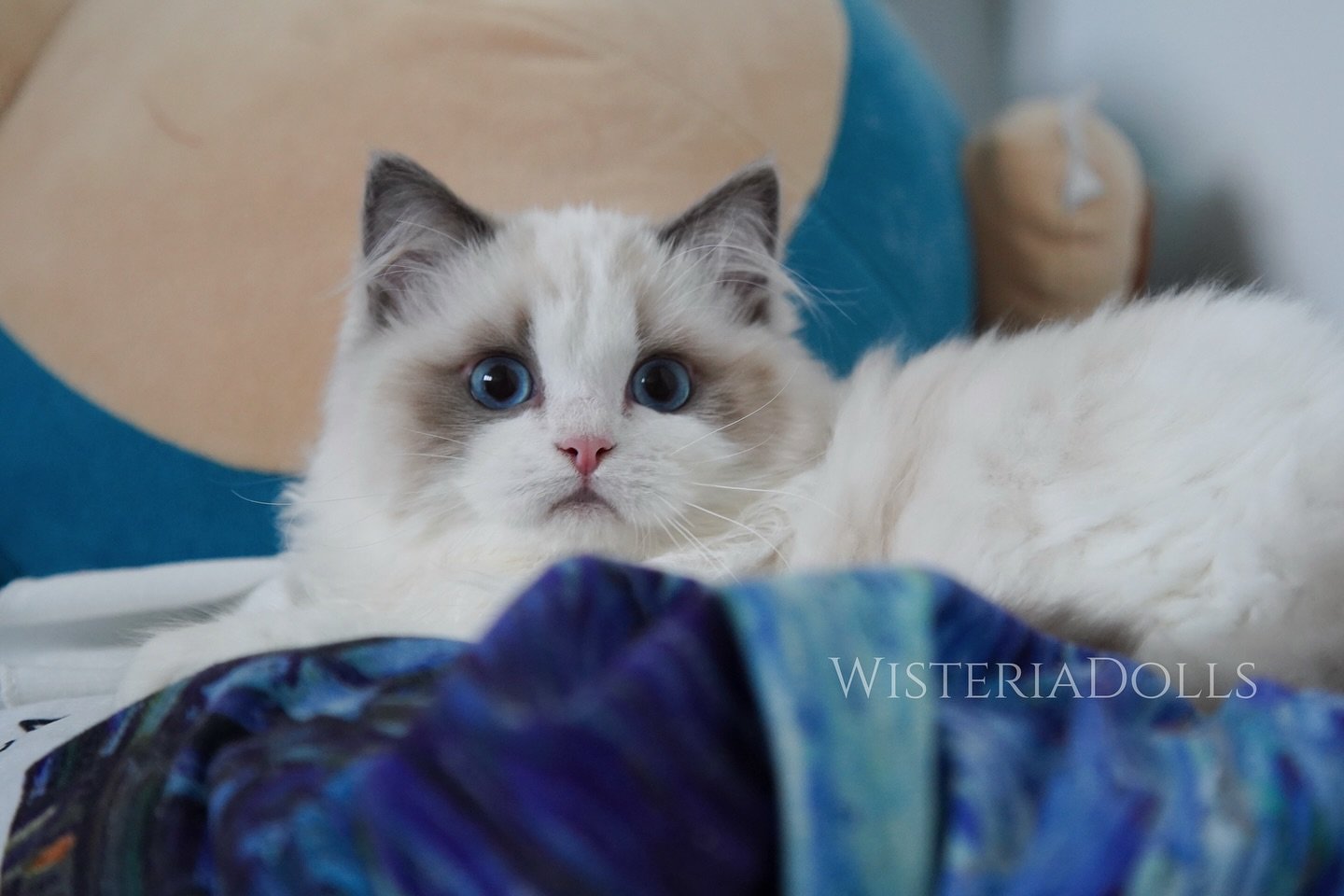 See what I found when I checked my camera🥰
It&rsquo;s a spayed blue bicolor girl from Romanee and Buffet 2023 litter. 3 kittens from that litter were all beautiful. Pictured at 4 months old, few days before I sent her to the furrever home in Toronto