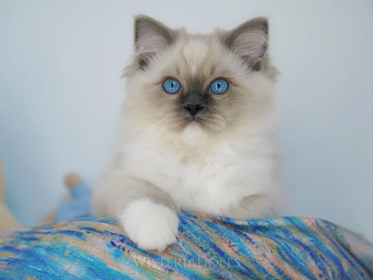 Meet WisteriaDolls One Last Kiss, aka 'Sesame'! 🩵💜🩵 Isn't the blaze on his forehead a sweet kiss mark?
#ragdoll #ragdolls_on_instagram #ragdollworld #ragdollkitten #kitten #kittenlovers #wisteriadolls #kittenoftheday #kittenlove #布偶猫 #bluemitted #