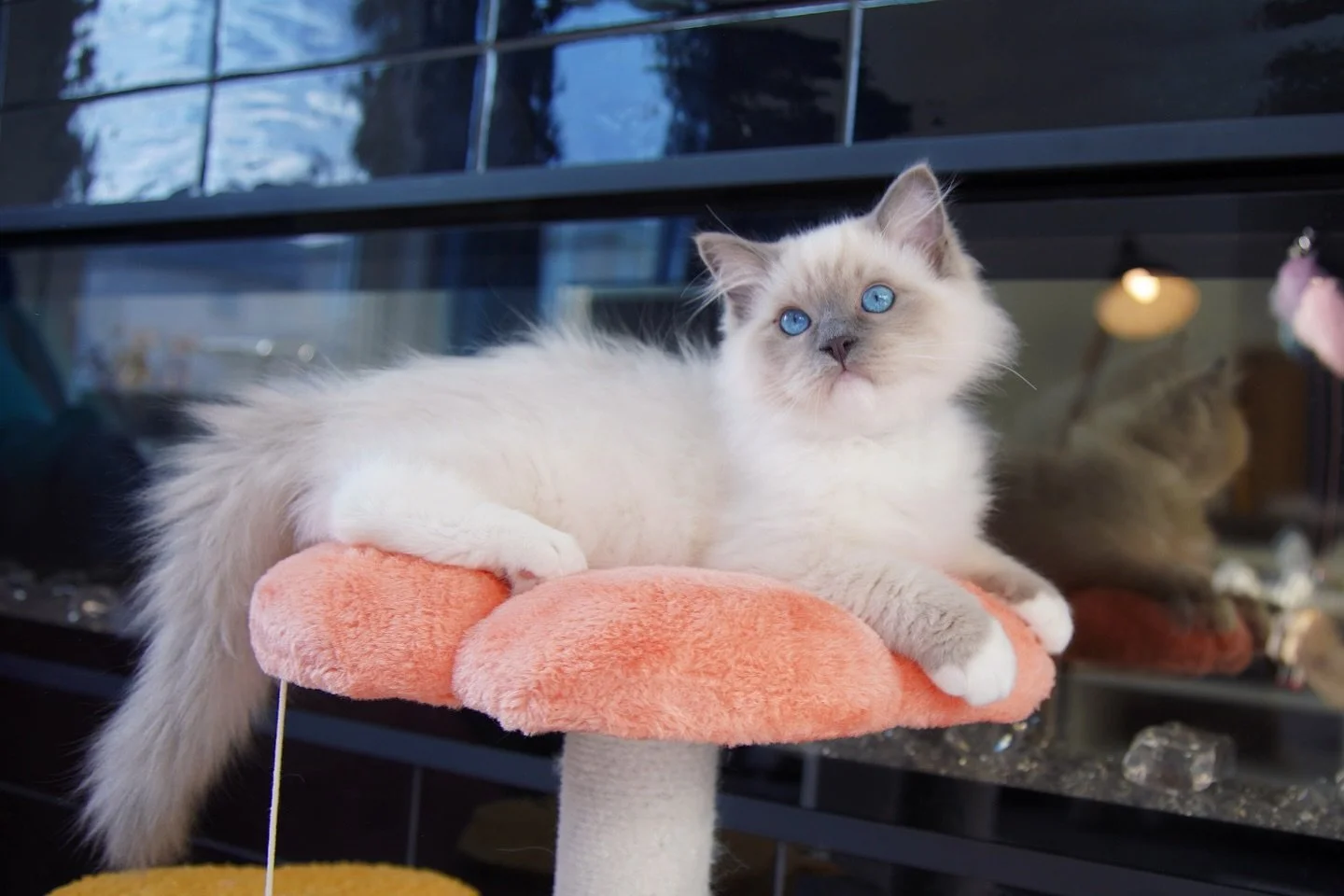 Our pretty Saturday afternoon before the rain comes🧸
I got a purring bud watching movie with me.
.
.
.
.
#ragdoll #ragdollkitten #bluemitted #kitten #ragdolllove #kittenlife #kittenlove
