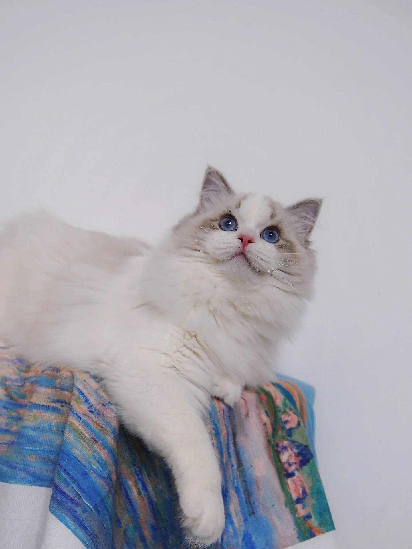 Oh Obee you have such a beautiful face🦋
🩵Marlcreek One ov Eh Kind🩵
.
.
.
.
.
.
.
.
WisteriaDolls.com
.
.
#ragdoll #ragdollkitten #kitten #seallynxbicolor #kittenlife #kittenlove #catlovers #catlife #mycat😻 #ragdollbreeder #wisteriadolls #布偶貓