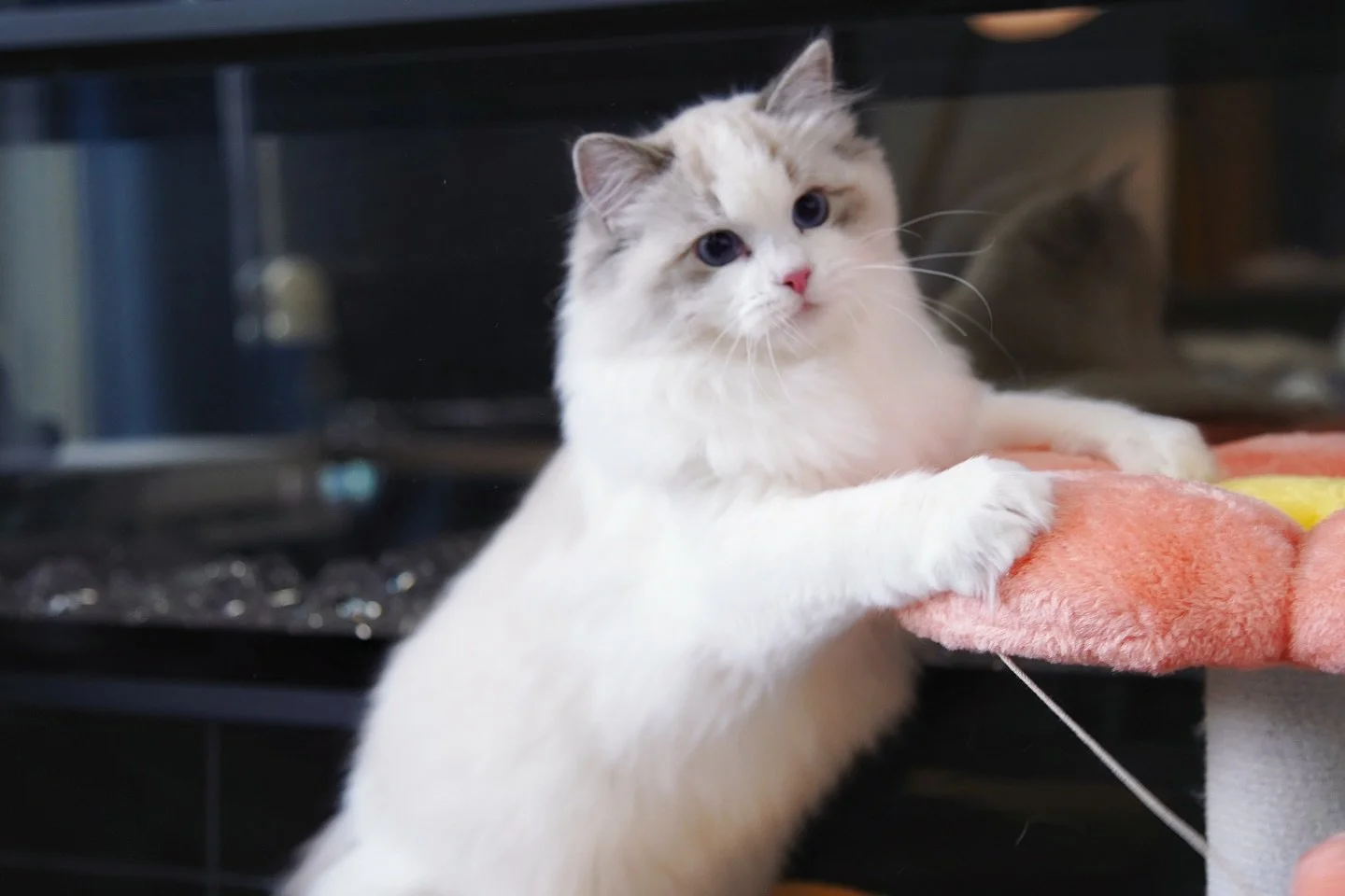 Happy thanksgiving 🍁 
.
.
.
#ragdoll #ragdollkitten #ragdollcats #ragdolllove #kitten #kittenlife #kittenlove #thanksgivingcanada🇨🇦