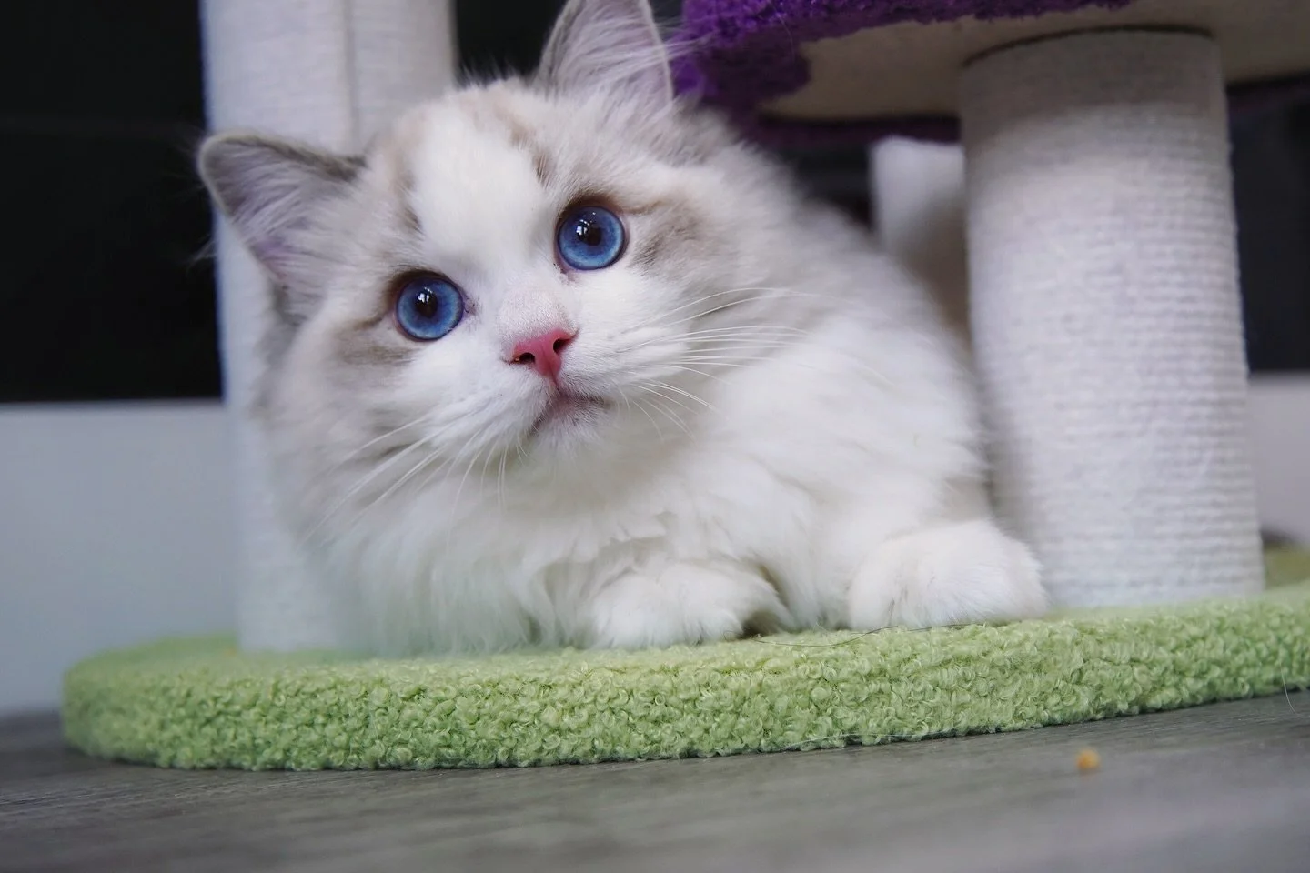 Vivid blue eyes🦋🩵🦋🩵
.
.
.
.
.
.
.
.
WisteriaDolls.com
.
.
.
.
.
#ragdoll #ragdollkitten #seallynxbicolor #kittenlove #kittendaily