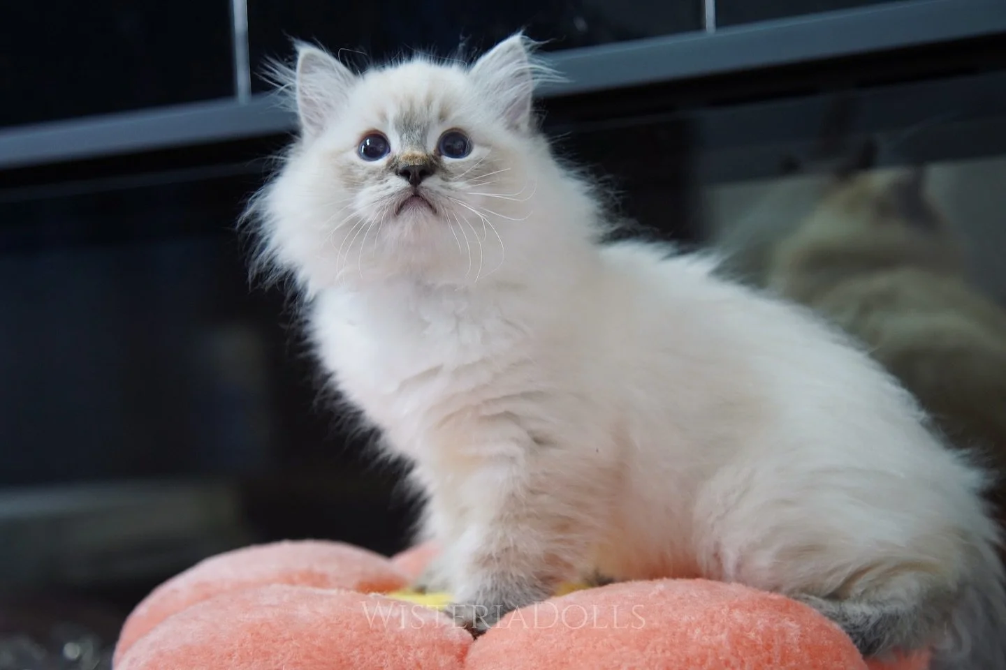 Can’t believe this lovely little boy is still looking for his furrever home! He is the smallest but sweetest baby boy from Moraine X Romanee’s summer litter. With outgoing and laid back personality and a sweet soul. PM me if you’re