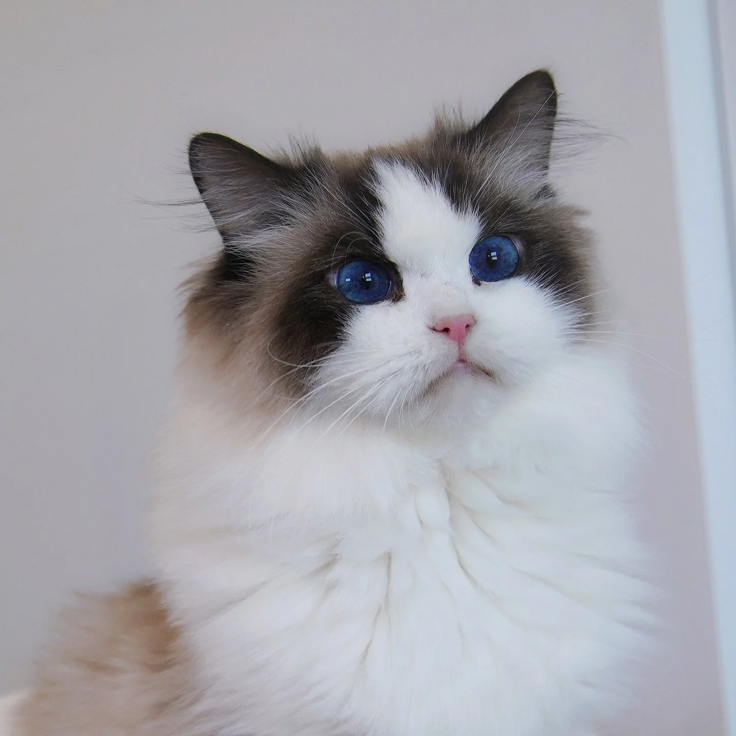 Raggato Talia*PL
Finally get a chance to take a nice photo shot for Talia. She is so beautiful🩵 with 10/10 eye color and personality.
I can’t wait to see her kittens!
.
.
.
.
WisteriaDolls.com
.
.
#ragdoll #ragdollkitten #ragdollcat #kitten #k