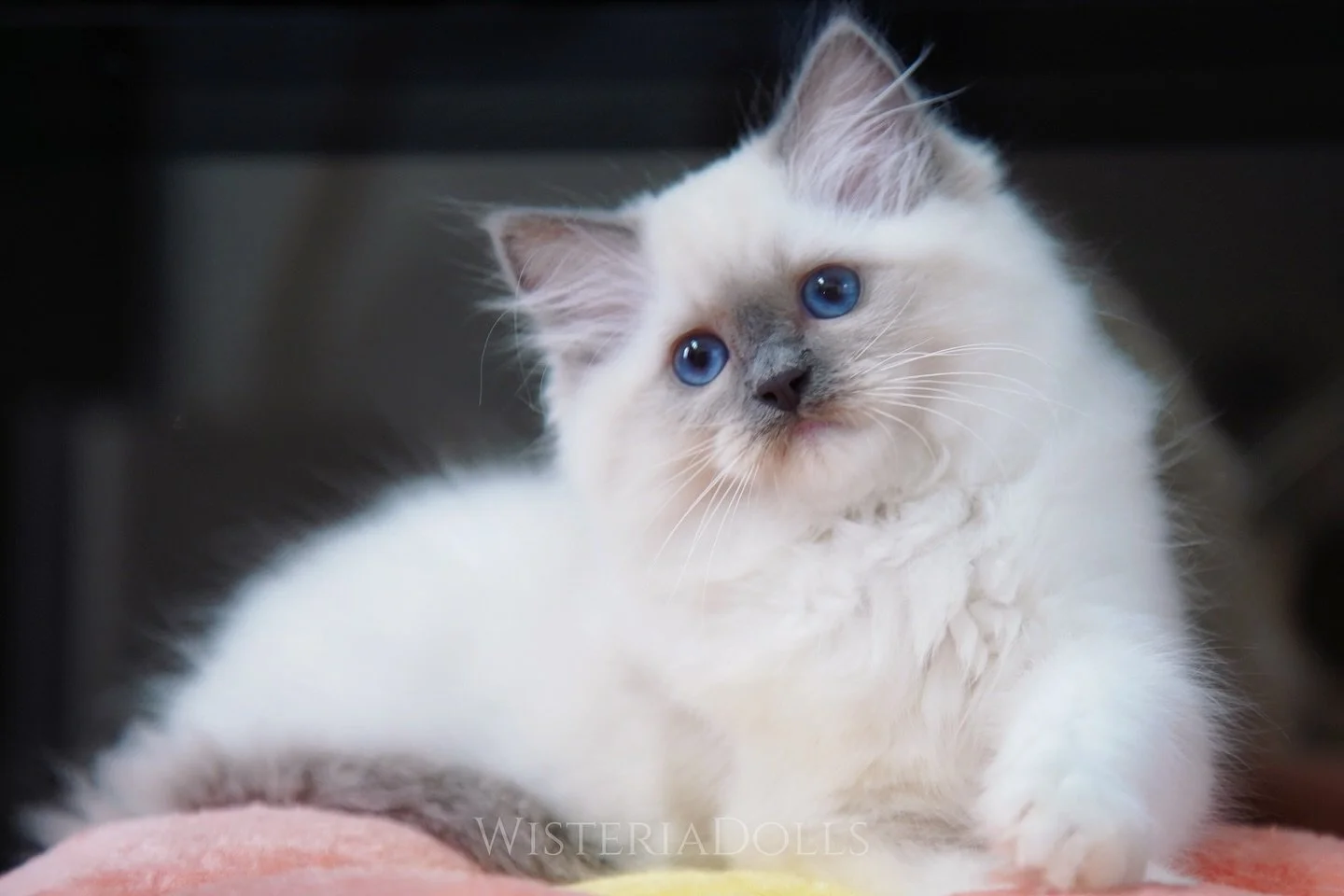 Moraine’s soft baby girl🥺
She’s just so sweet!
.
.
.
.
.
WisteriaDolls.com
.
.
.
.
#ragdoll #kitten #ragdollkitten #bluemitted #kittenlove #kittenlife #kittenlovers
