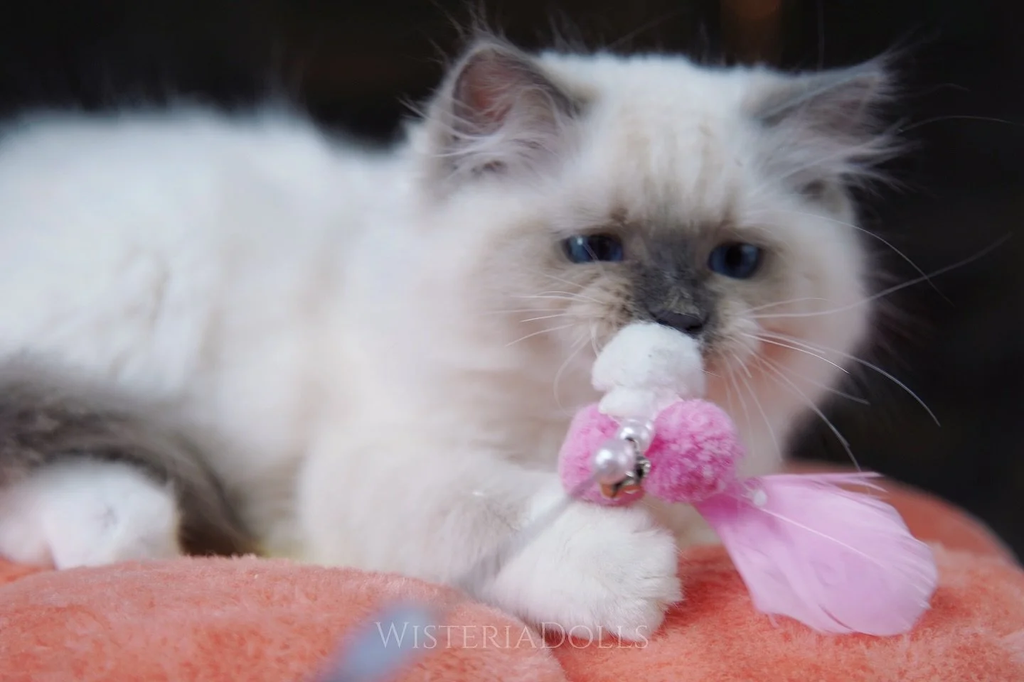 Sweet George🩵🧸🩵
I love his coat texture - silky soft like bunny.
He has a wonderful home waiting for him.
Counting down to the furrever home day.
.
.
.
.
.
.
WisteriaDolls.com
.
.
.
#ragdoll #ragdollkitten #kitten #kittenlife #kittenlove #cat #blu