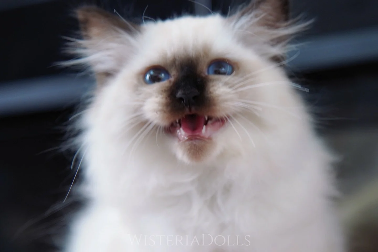 Moraine X Romanee Seal colorpoint boy
Reserved for Andrea🤎
A lovely talkative boy!
.
.
.
.
.
.
.
WisteriaDolls.com
.
.
.
.
#ragdoll #sealpoint #sealcolorpoint #kitten #ragdollkitten