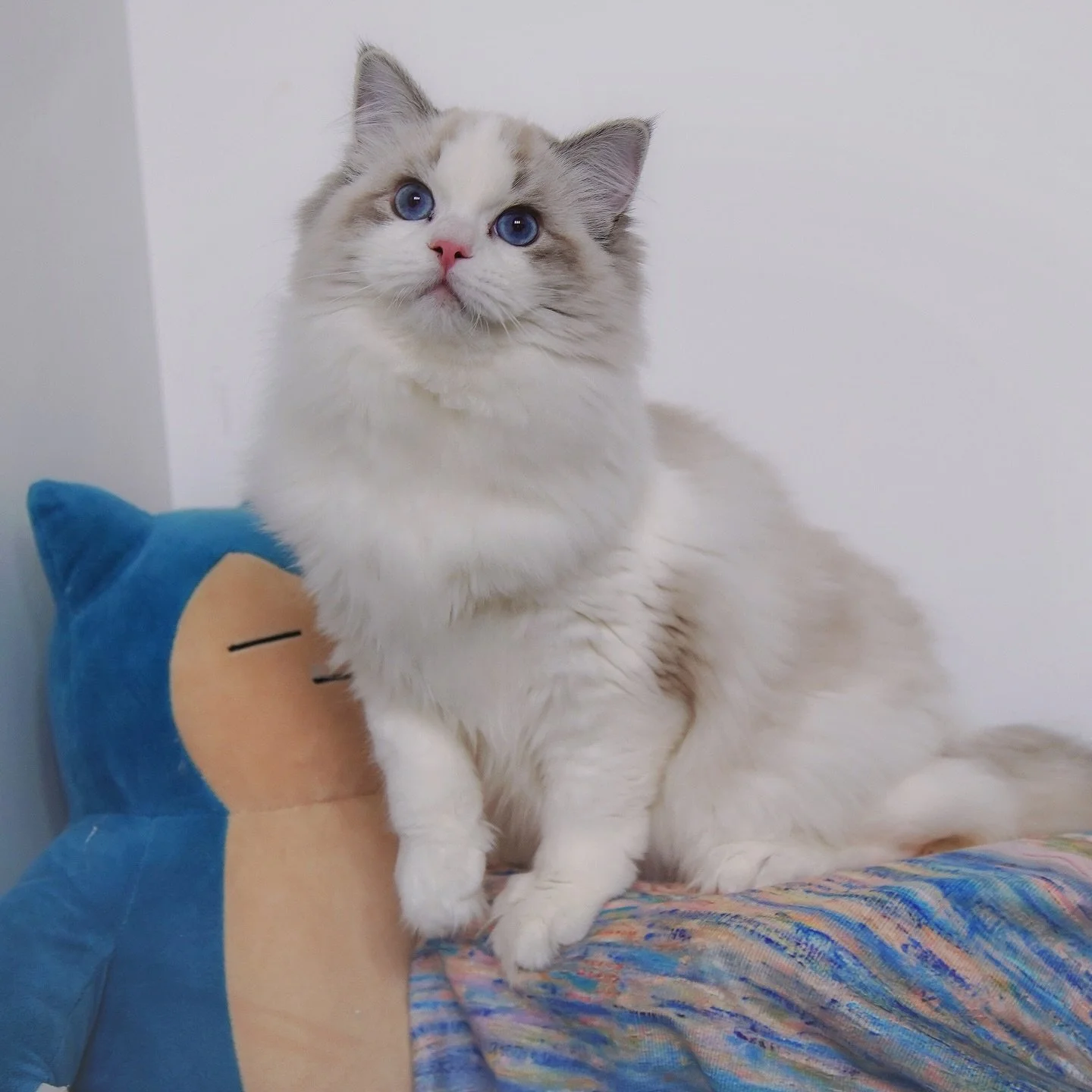 Growing up so fast🦋
I can tell he’s my fav kitten at this moment!
.
.
.
.
.
.
.
.
.
.
🩵Marlcreek One ov Eh Kind🩵
.
.
.
WisteriaDolls.com
.
.
#ragdoll #ragdollkitten #kitten #kittenlove #kittenlife #ragdollbreeder #ragdollcattery #seallynxbic