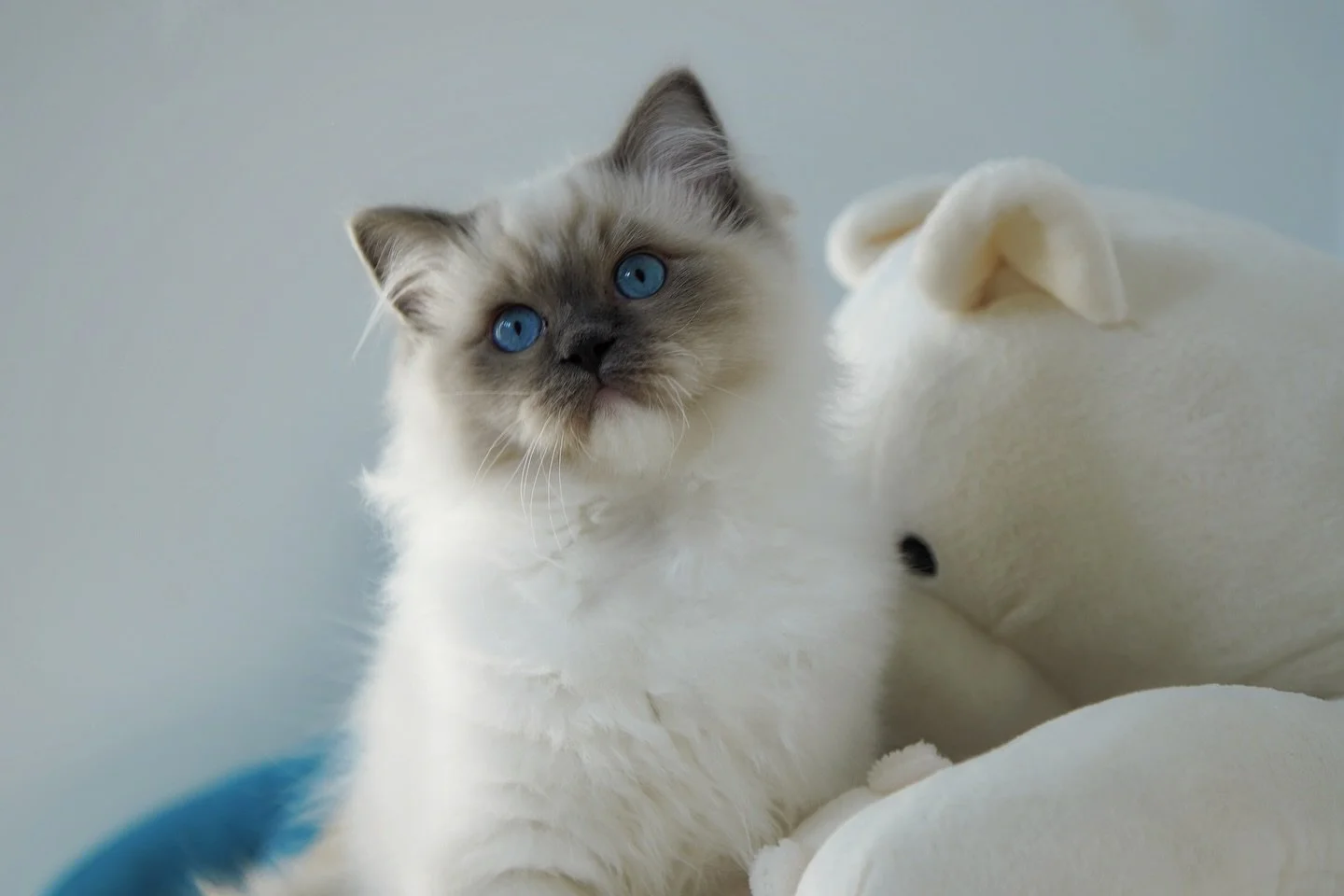 Tell me who doesn’t like a blue purring machine?🩵✨💫
.
.
.
Kinda love the baby boy from Buffet X Romanee… They always give me best kittens every year.
.
.
WisteriaDolls.com
.
.
.
#ragdoll #ragdollkitten #ragdollworld #ragdolllovers #kit