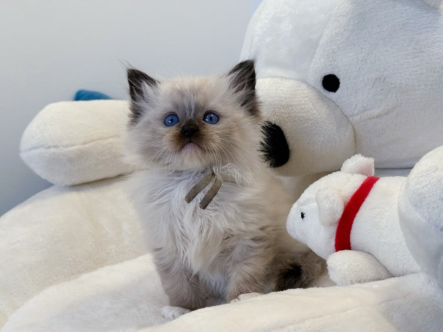 Share one of Peach&rsquo;s 6 adorable babies with everyone.
If you recently sent an application to us, please allow me few days to follow up with everyone. So sorry for the late replies. 
We have a first time momma Peach who&rsquo;s trying to figure 