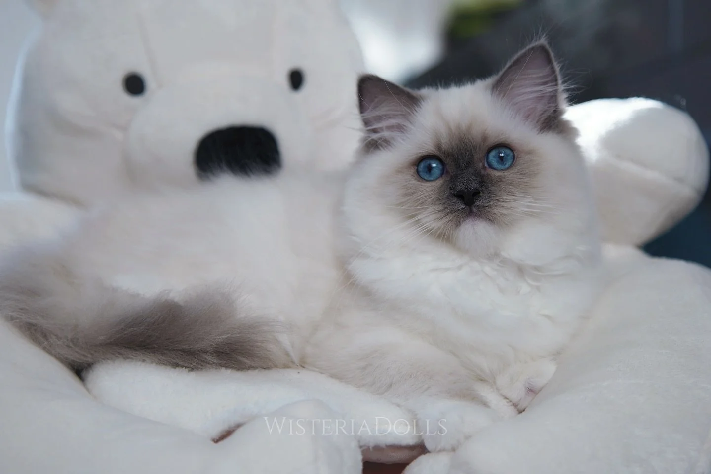 Our lovely blue mitted girl from Romanee X Moraine.
I kinda wanna say it&rsquo;s a boy year for WisteriaDolls. 3 litters so far and only 2 girls.🤦&zwj;♀️
Spoken for. She will make a special person and her wonderful family happy💛
#ragdoll #ragdollki