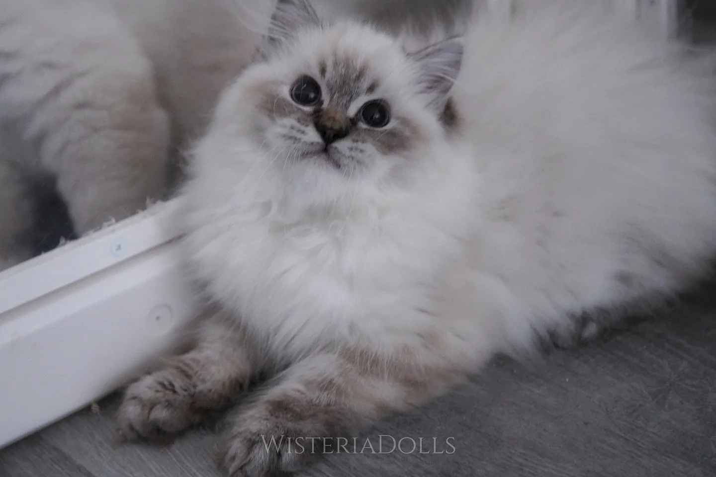 Last chance to take this beautiful seal lynx colorpoint kitten back home. Or he will be mine and stay here after Sunday🧸💜🦋
Sweet boy from Holmestead Moraine and Usapurrs Romanee.
.
.
.
.
.
.
.
#ragdoll #ragdollkitten #availablekitten #ragdollforsa