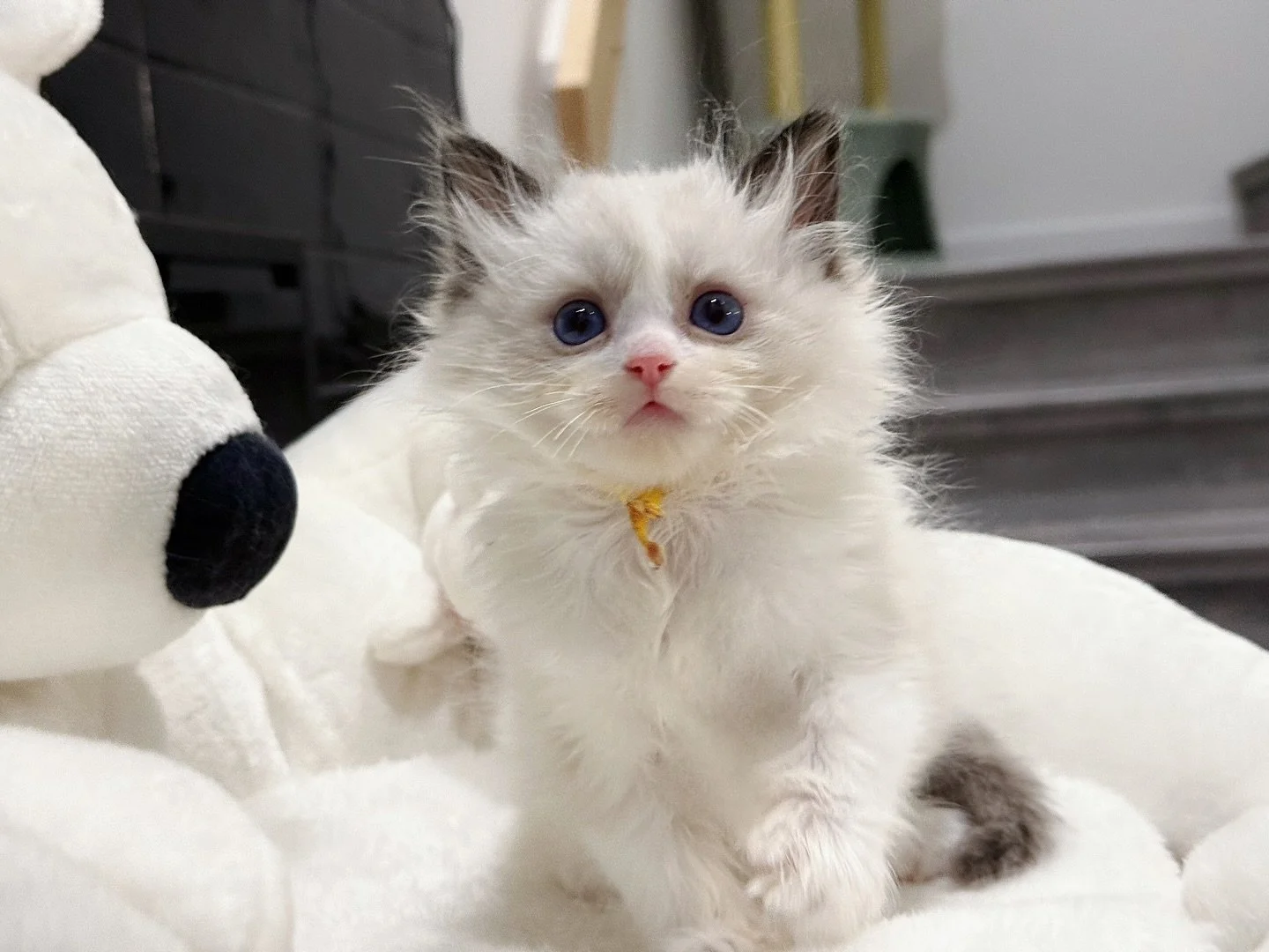 Hello Ragdoll lovers💛
I&rsquo;m the yellow collar seal bicolor baby from Peach &amp; Romanee&rsquo;s litter.
I&rsquo;m the biggest and the bravest one in the litter with a super affectionate and friendly temperament🥰
Can&rsquo;t wait to officially 
