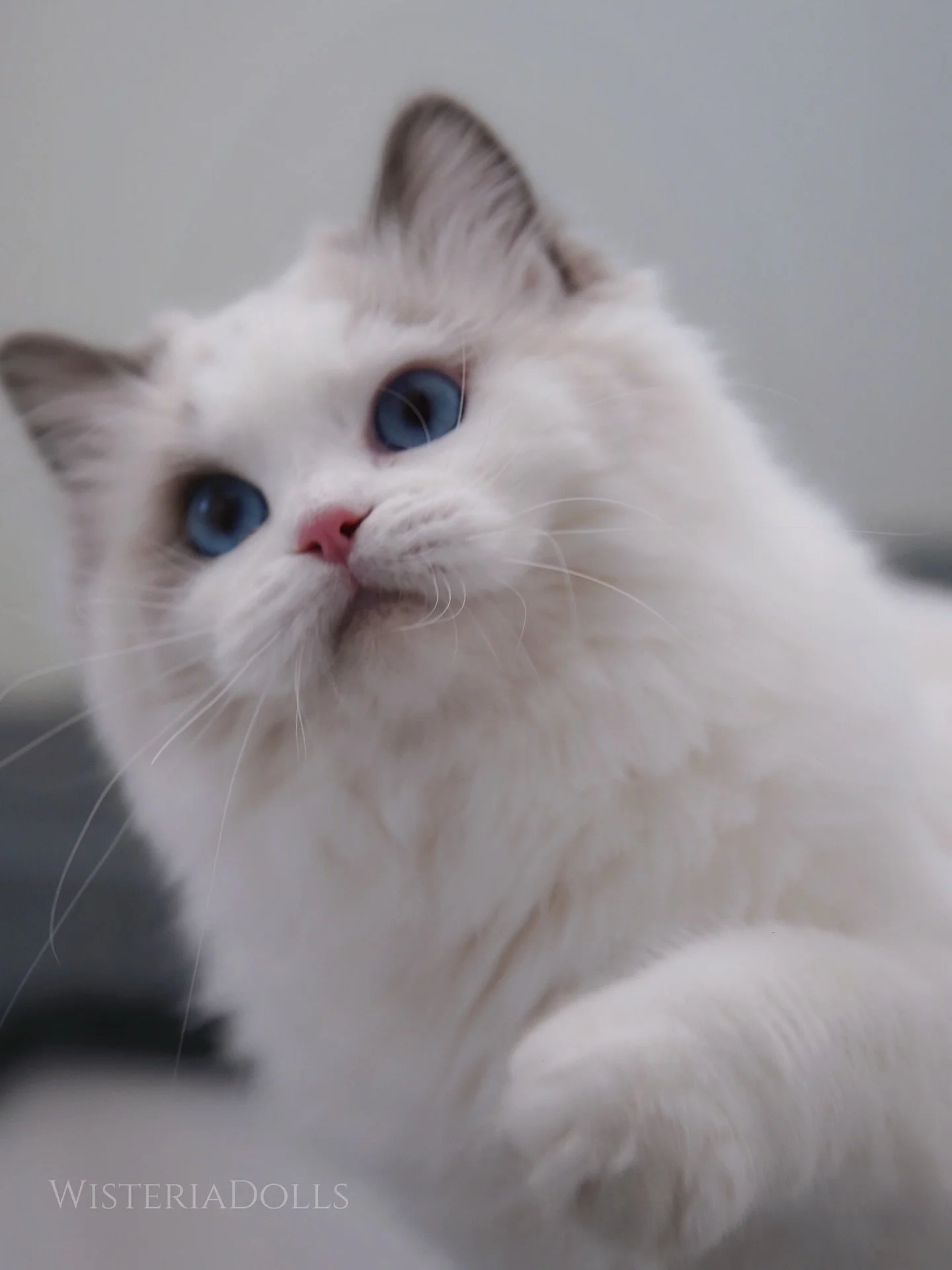 Beautiful Lily in her kitten coat.
Need to get ready before the snow❄️ 
.
.
.
.
.
Mirumkitty Like Me Better
AKA Lily
.
.
🤍🤍Thank you Judit @mirumkitty for our precious pretty Lily🤍🤍
.
.
.
.
#ragdoll #ragdollkitten #bluebicolor #kitten #kittenofth