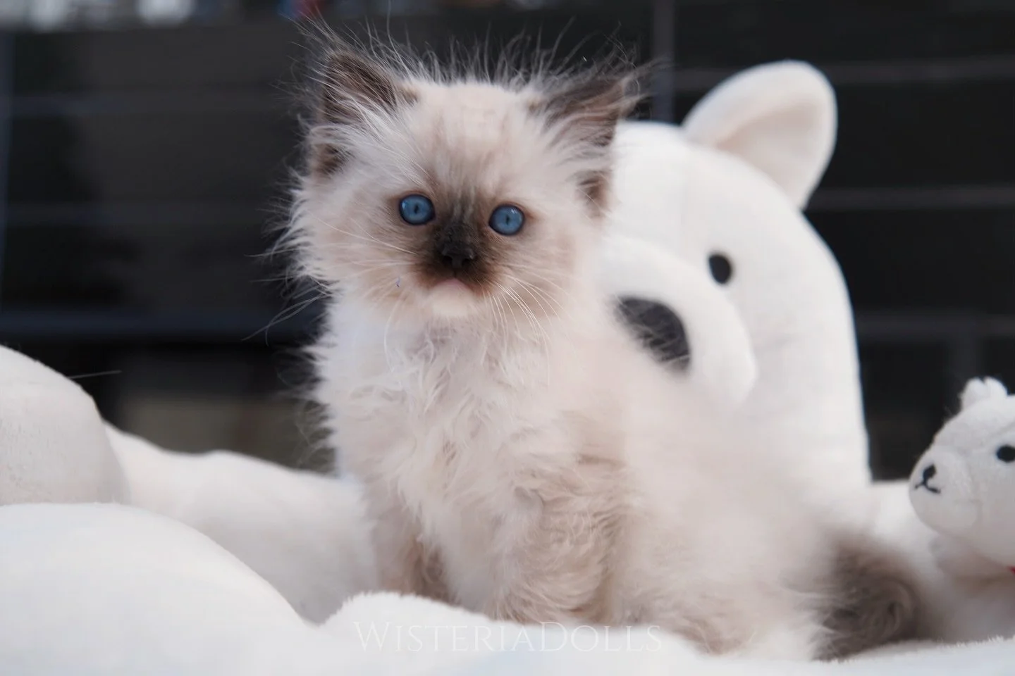 One of Peach&rsquo;s baby boy.
Ready for photos this weekend?🩵🩵
.
.
.
.
Grey collar seal mitted boy.
Proud parents are:
Usapurrs Romanee of WisteriaDolls
WisteriaDolls Peach Quencher
.
.
.
.
WisteriaDolls.com
.
.
.
#ragdoll #ragdollkitten #kitten #
