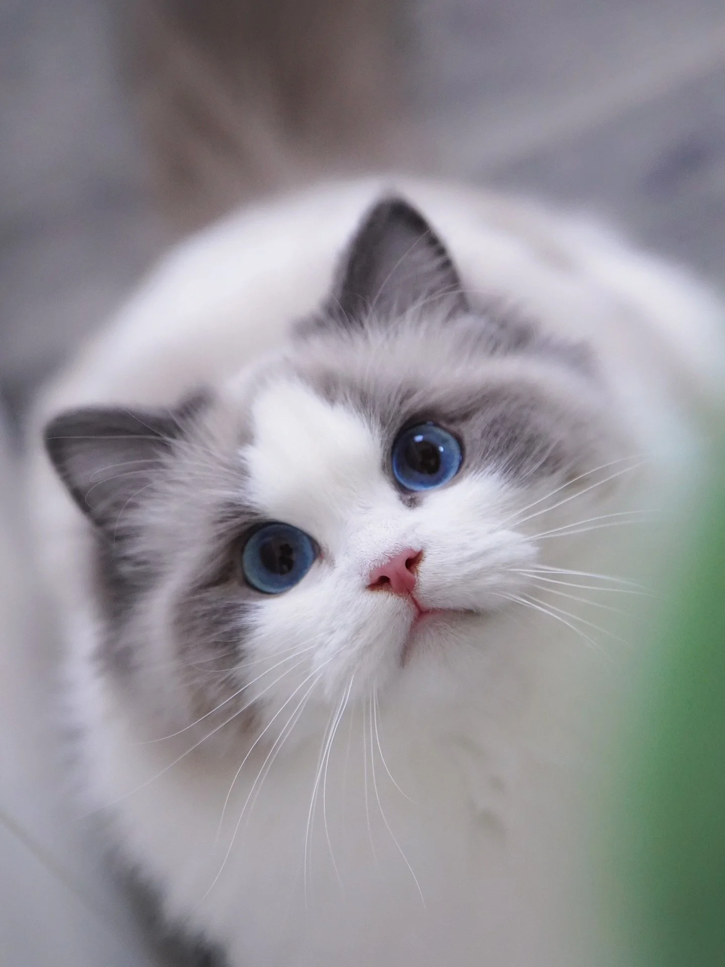 Our beautiful blue bicolor girl DeeBee.
She will make someone happy🤍🤍🤍
It&rsquo;s so hard to let her go. Will miss my lil hand licker.
#ragdoll #ragdollkitten #bluebicolor #ragdollworld #ragdolllove