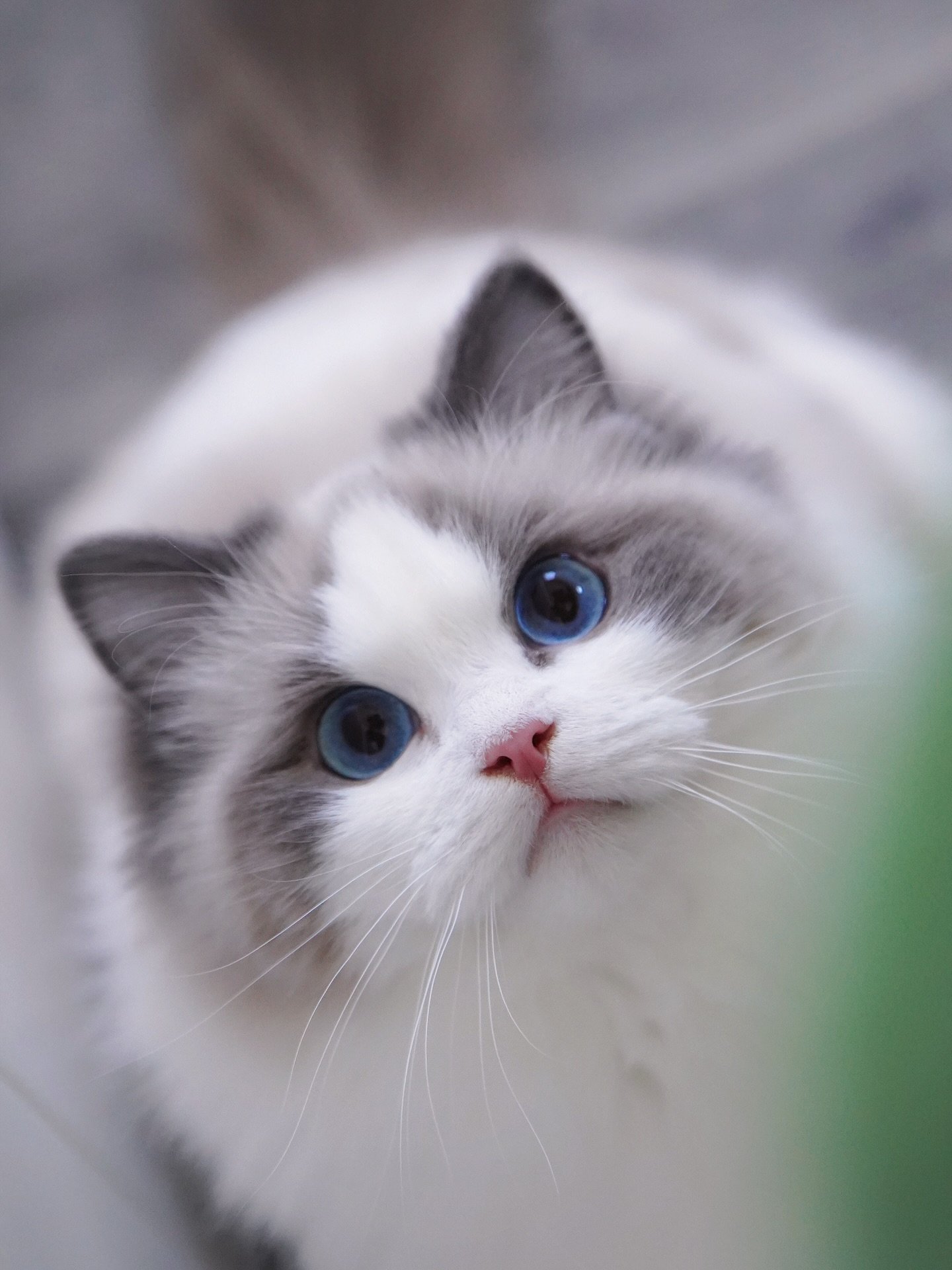 Our beautiful blue bicolor girl DeeBee.
She will make someone happy🤍🤍🤍
It&rsquo;s so hard to let her go. Will miss my lil hand licker.
#ragdoll #ragdollkitten #bluebicolor #ragdollworld #ragdolllove