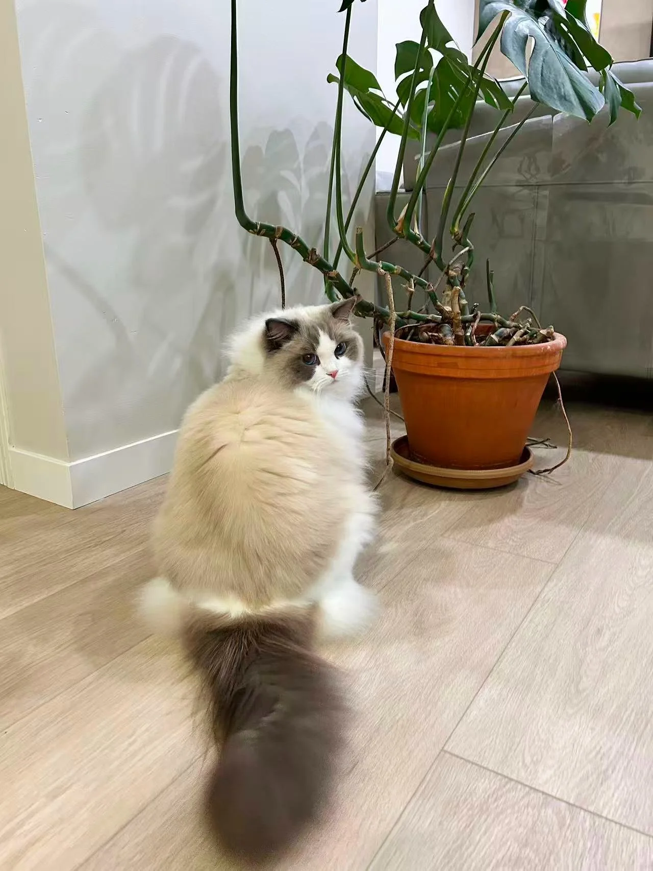 Feeling tired and drained has been a struggle, but receiving updates always become my beacon of light. They&lsquo;re why I persevere, making it clear that every bit of effort has meaning.
Being a breeder is an expensive hobby that always saying hello