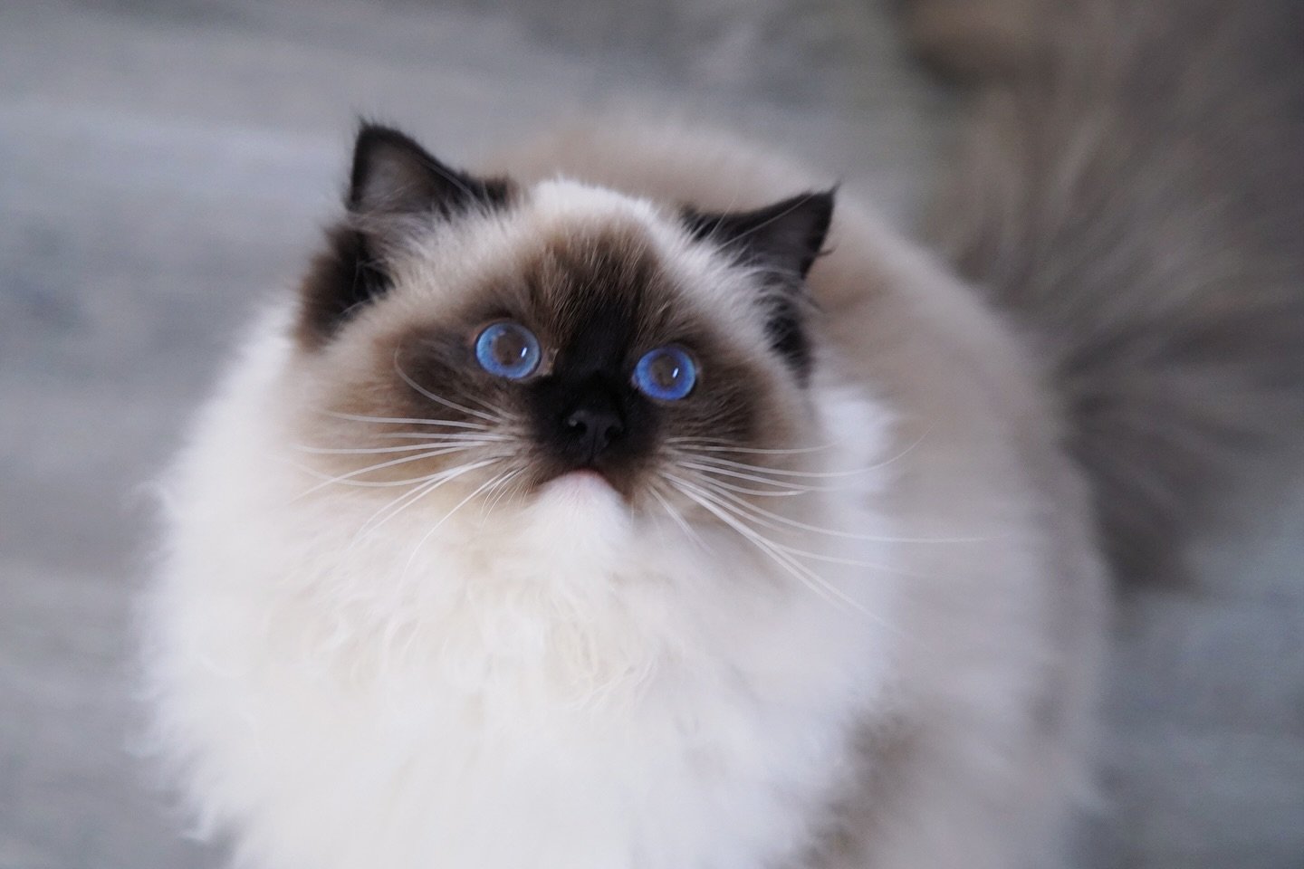 Beautiful Mimi in her winter coat.
I can&rsquo;t wait to put her with Obee next spring. Babies would be so adorable.
.
.
.
.
.
WisteriaDolls.com
.
.
.
.
#ragdoll #ragdollkitten #kitten #kittenlife #kittenlove #wisteriadolls #ragdollcat #sealmitted