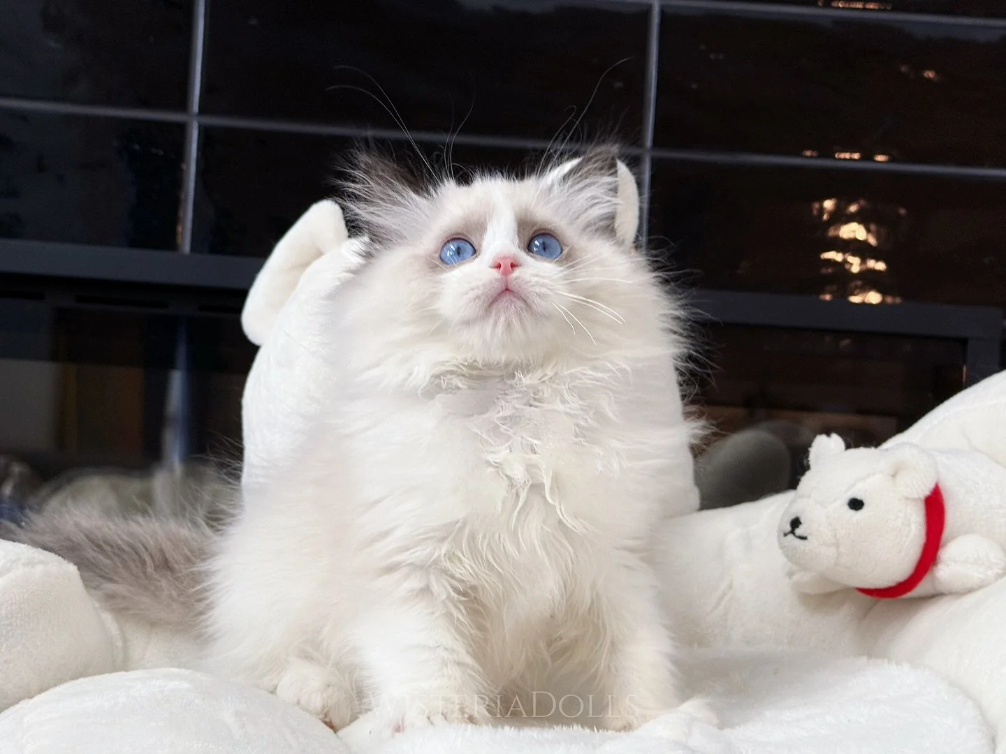 One of Peach&rsquo;s baby boy.
Everyone is going to get a gentle bath &amp; nice photograph tomorrow.
Time for the selection week!

#ragdoll #ragdollkitten