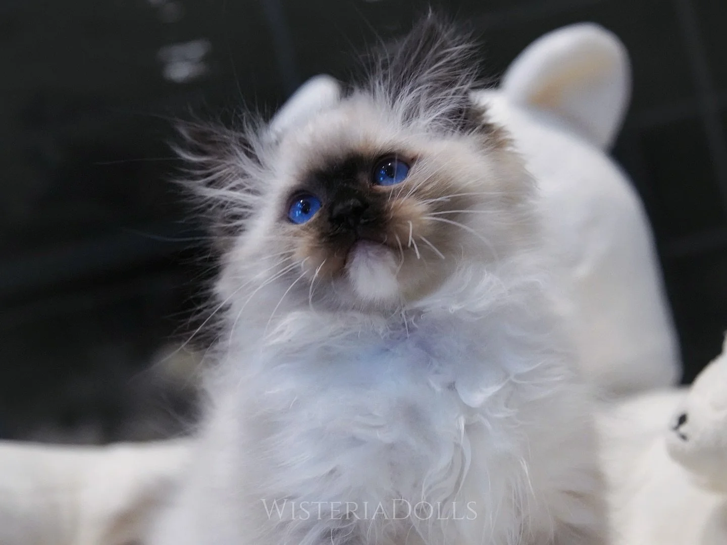 Why it&rsquo;s always boy! Had to neuter so many nice boys this year&hellip;
This sweet seal mitted boy from Romanee &amp; Peach is a heart stealer for sure..
.
.
.
.
WisteriaDolls.com
.
.
.
.
.
.
#ragdoll #ragdollkitten #kitten #kittenlove #kittenli