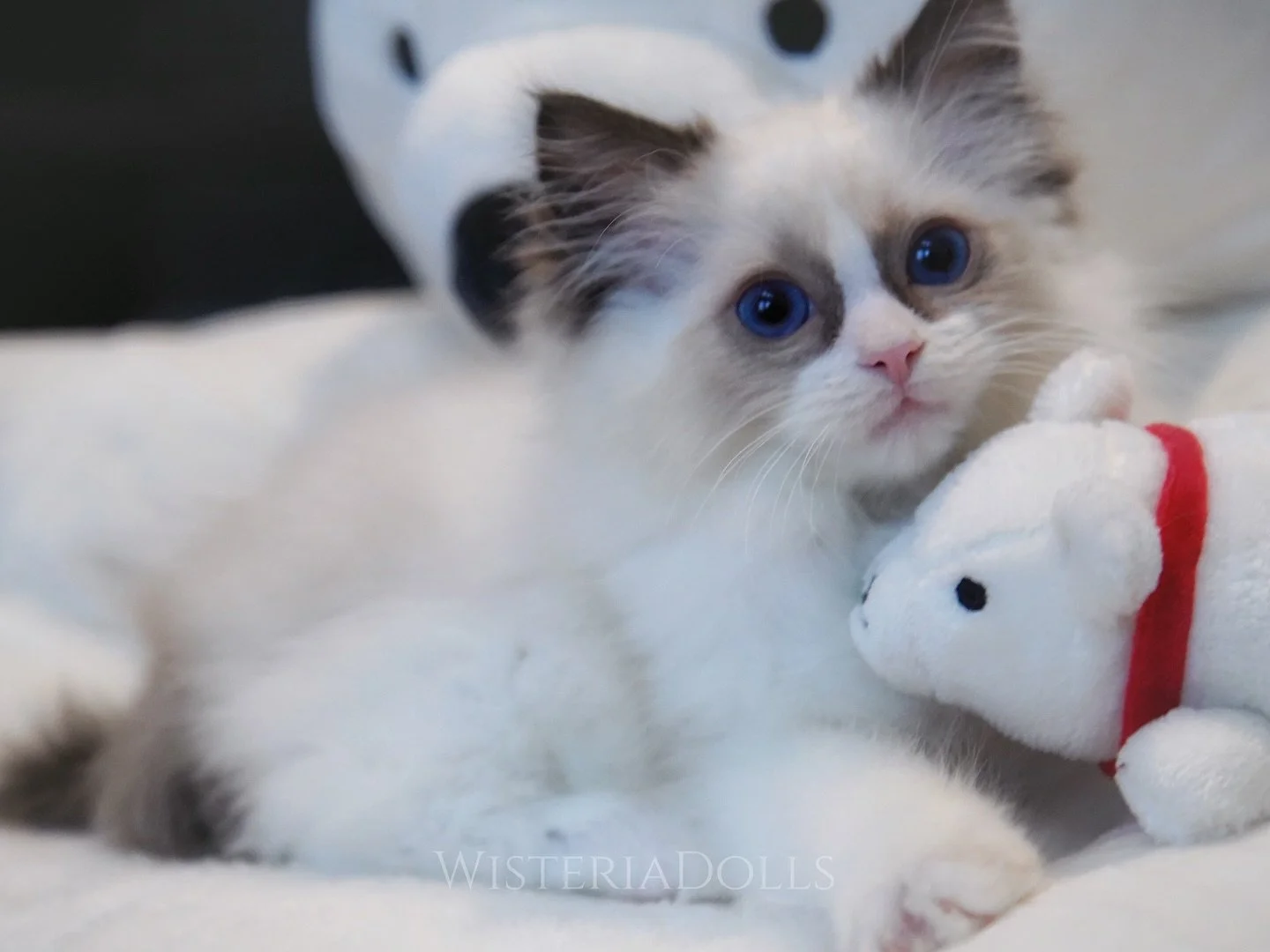 Am I cute? Who will pick me and be my human mommy?😽 I&rsquo;m a strong solid pet quality kitten with an affectionate personality!
.
.
.
.
.
.
.
.
WisteriaDolls.com
.
.
.
.
.
#ragdoll #ragdollkitten #ragdollworld #sealbicolor #winnipeg #ragdollcat