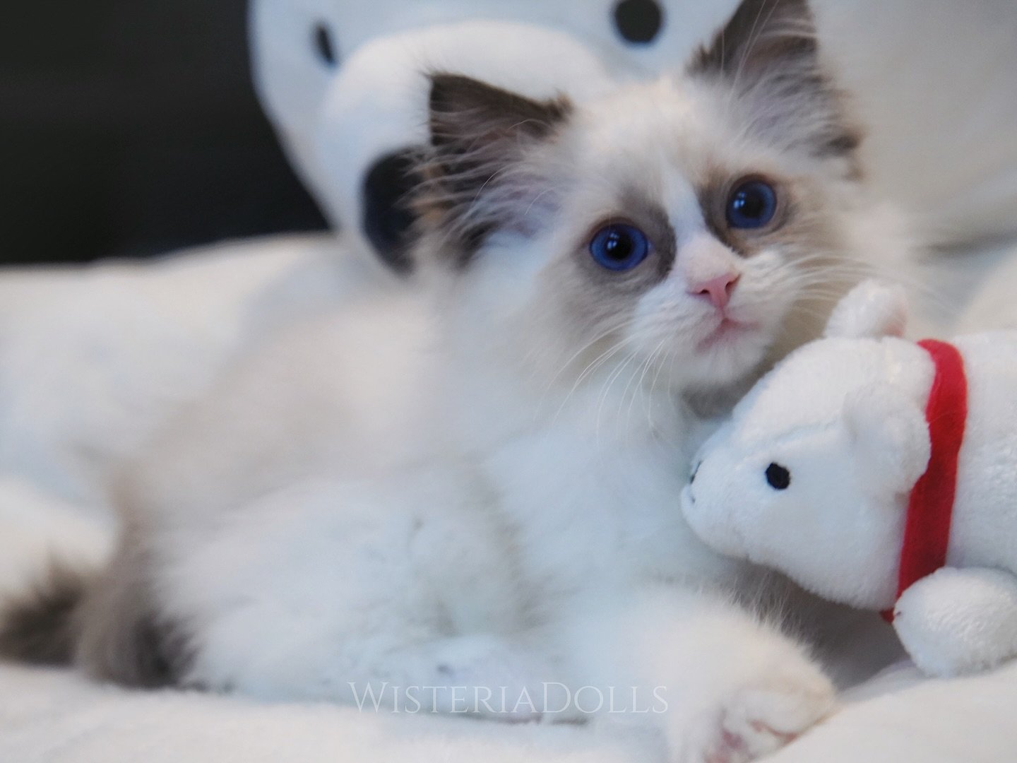 Am I cute? Who will pick me and be my human mommy?😽 I&rsquo;m a strong solid pet quality kitten with an affectionate personality!
.
.
.
.
.
.
.
.
WisteriaDolls.com
.
.
.
.
.
#ragdoll #ragdollkitten #ragdollworld #sealbicolor #winnipeg #ragdollcat