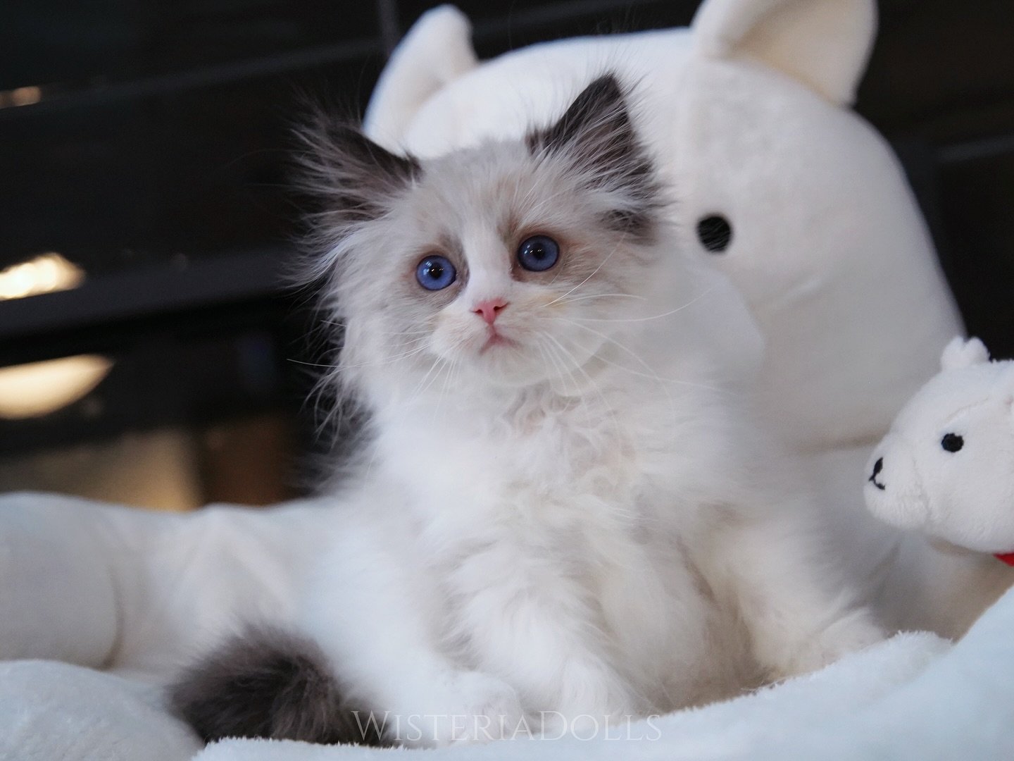 My sweet messy eater💜
Reserved
.
.
.
#ragdoll #ragdollcanada #kitten #ragdollkitten #wisteriadolls #sealbicolor #ragdollcat